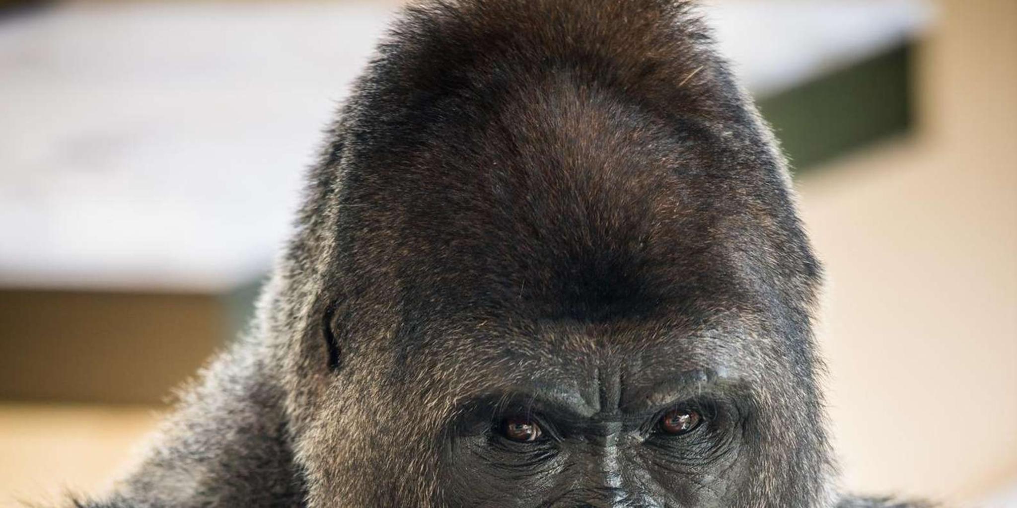 San Antonio Zoo Admission Ticket