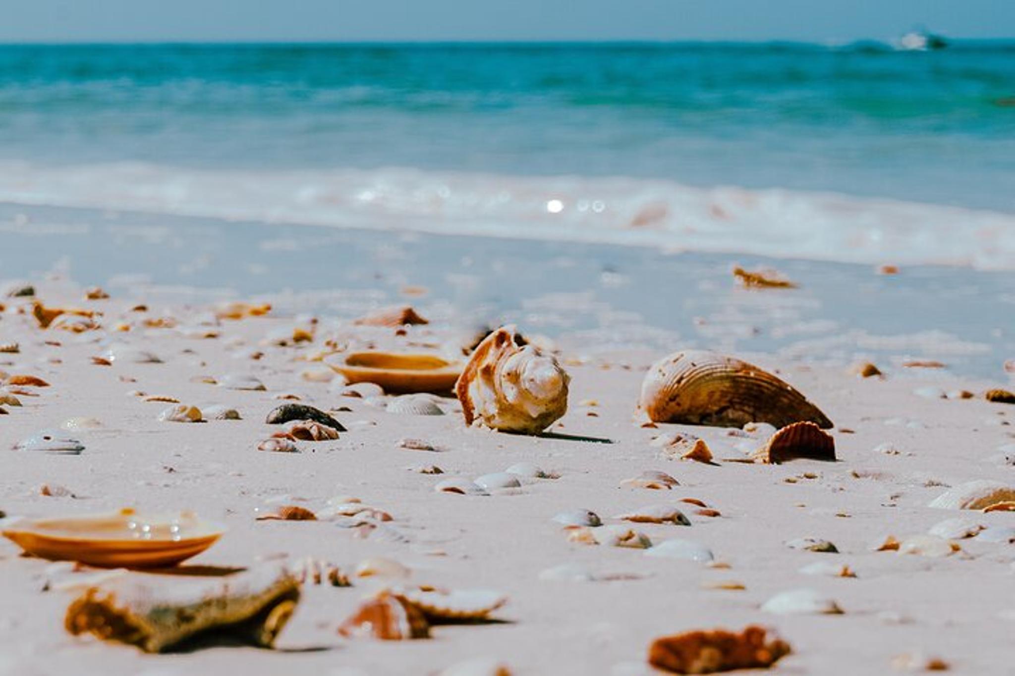 St. Pete Dolphin Watching and Shelling Tour - Image 5
