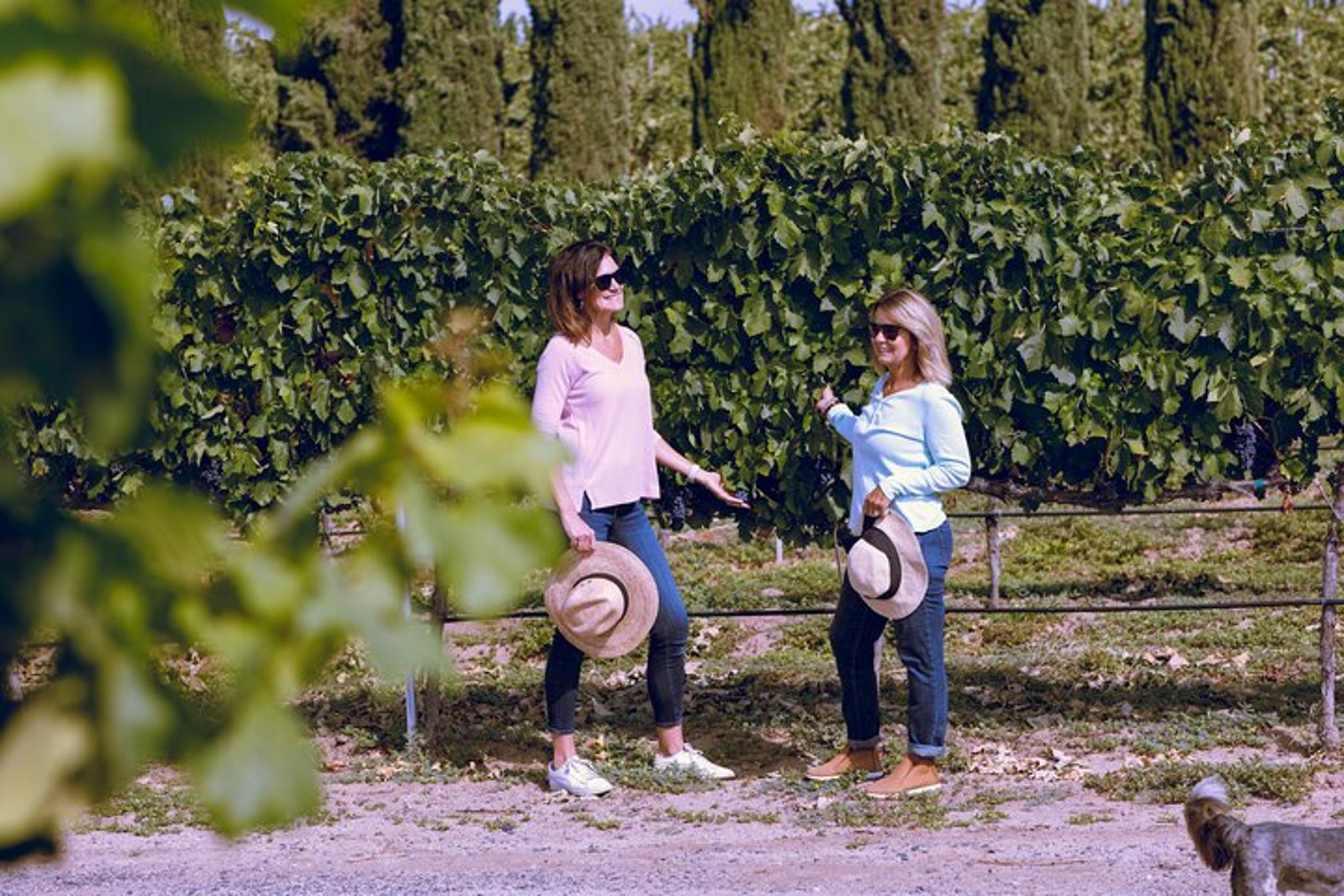 Napa Valley Private Transportation Experience - Image 2