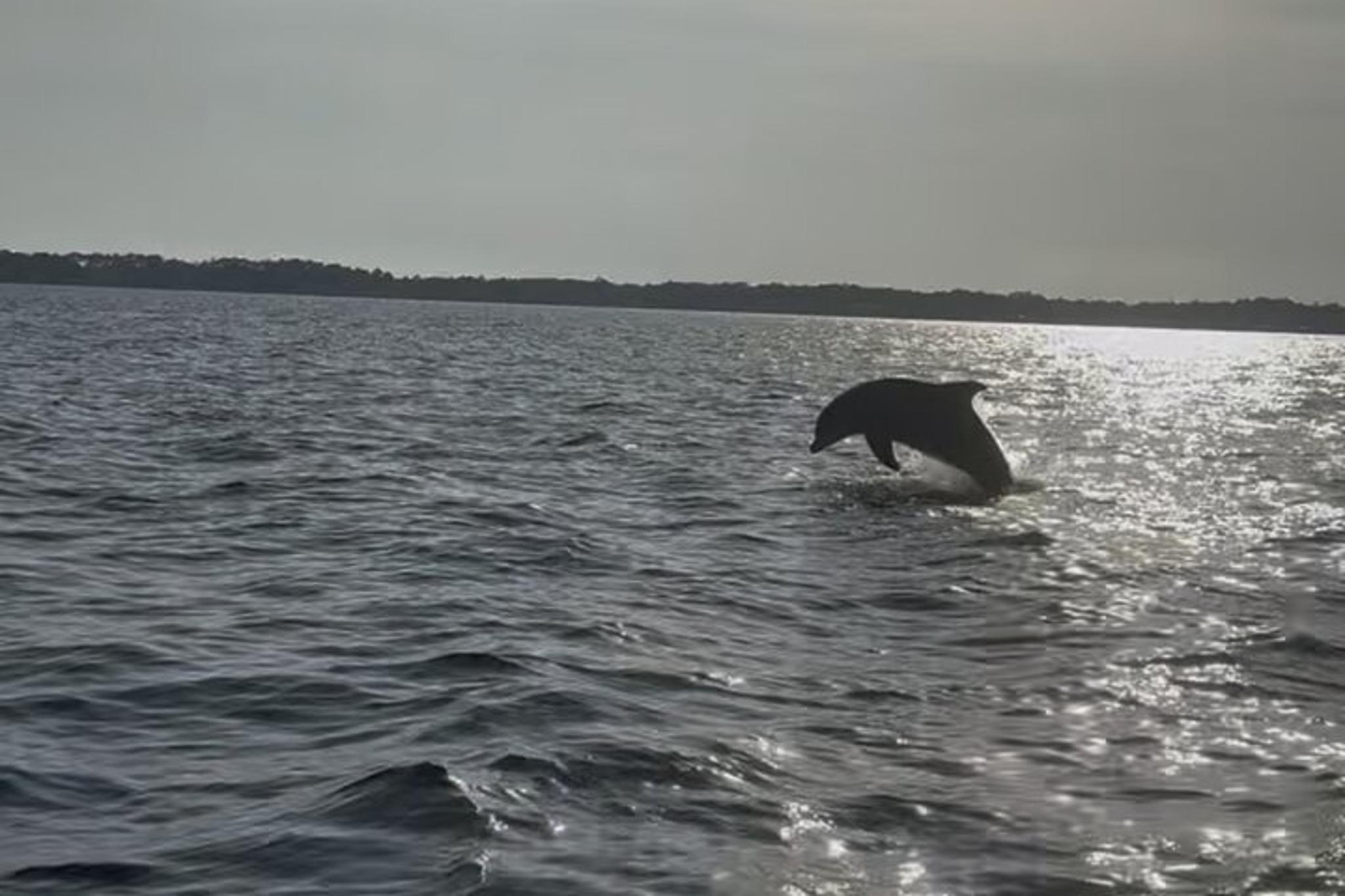 Santa Rosa Beach Dolphin Cruise - Image 4