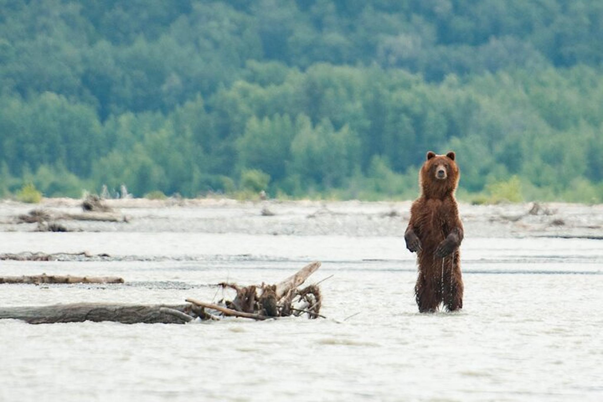 Haines Eagle Preserve Float Trip - Image 3