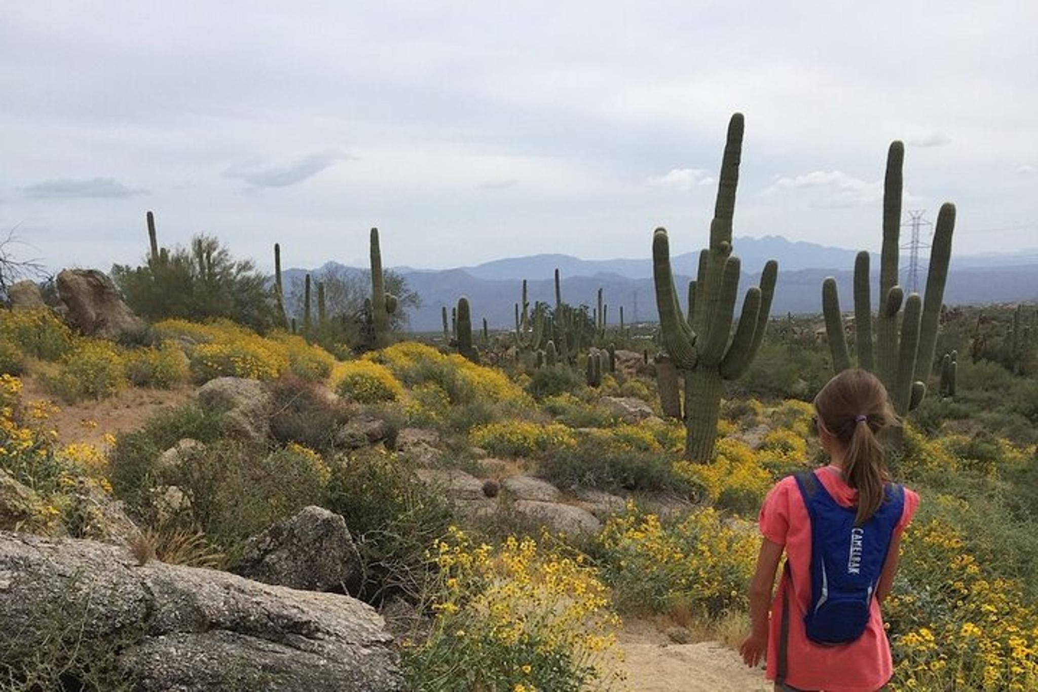 Scottsdale Sonoran Desert Guided Hiking Tour 2 hr - Image 3