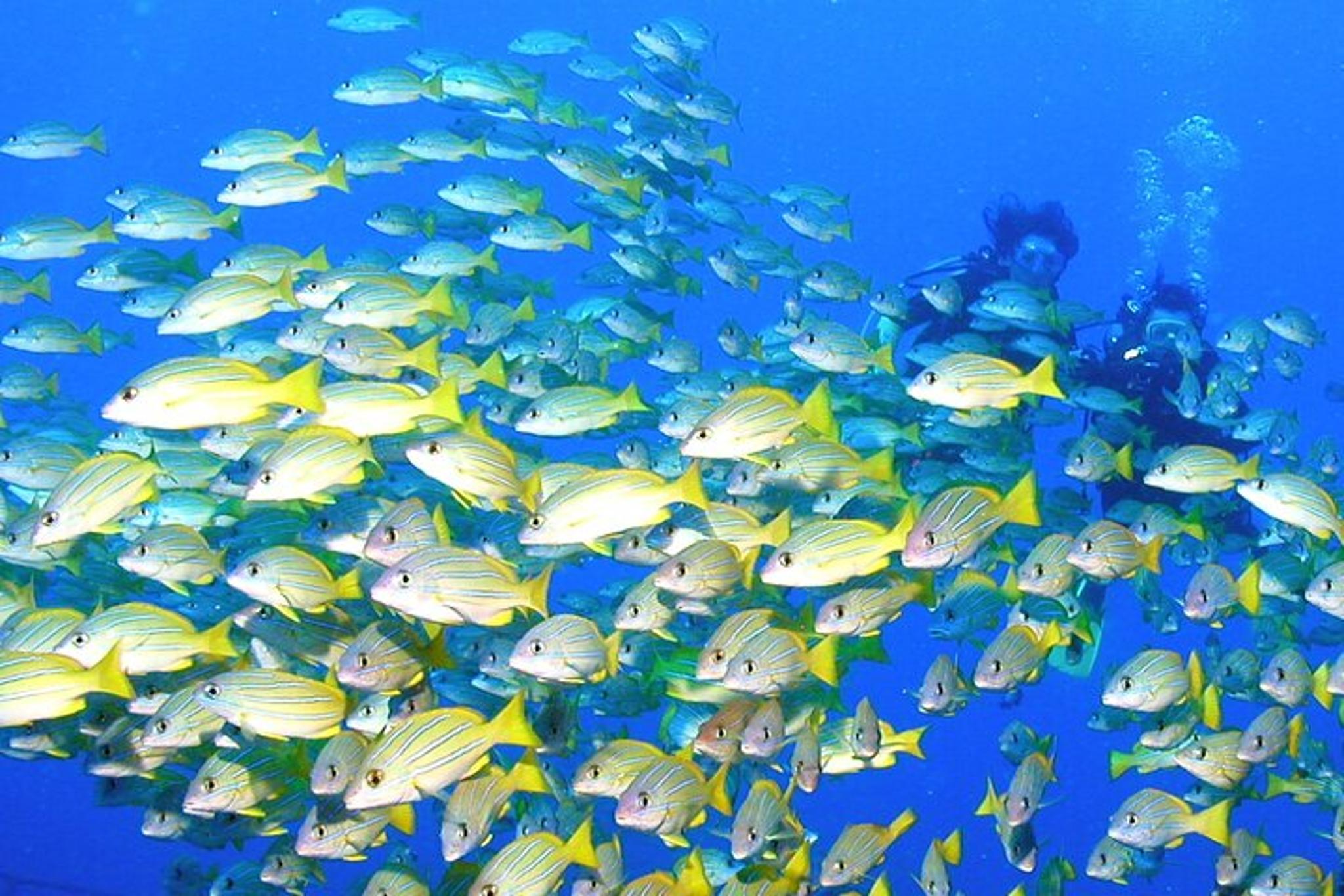 Honolulu Scuba Diving Experience - Image 4