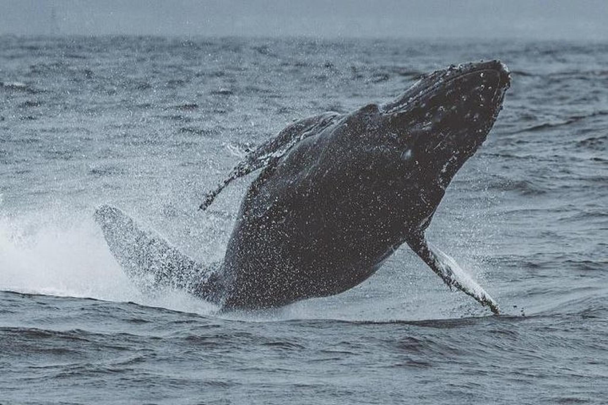 Monterey Whale Watching Tour - Image 3