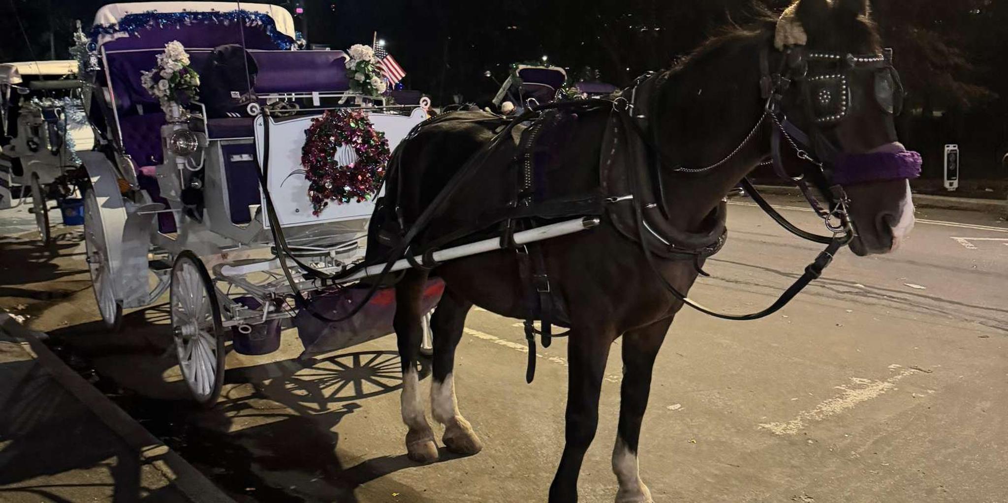 New York City Christmas Lights Horse Carriage Ride - Image 5