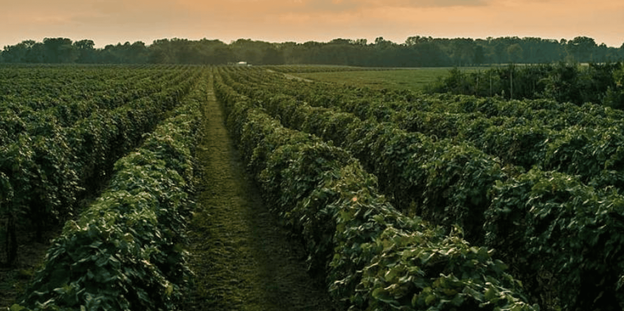Traverse City Wine Tour at Sunset 4 hr - Image 2