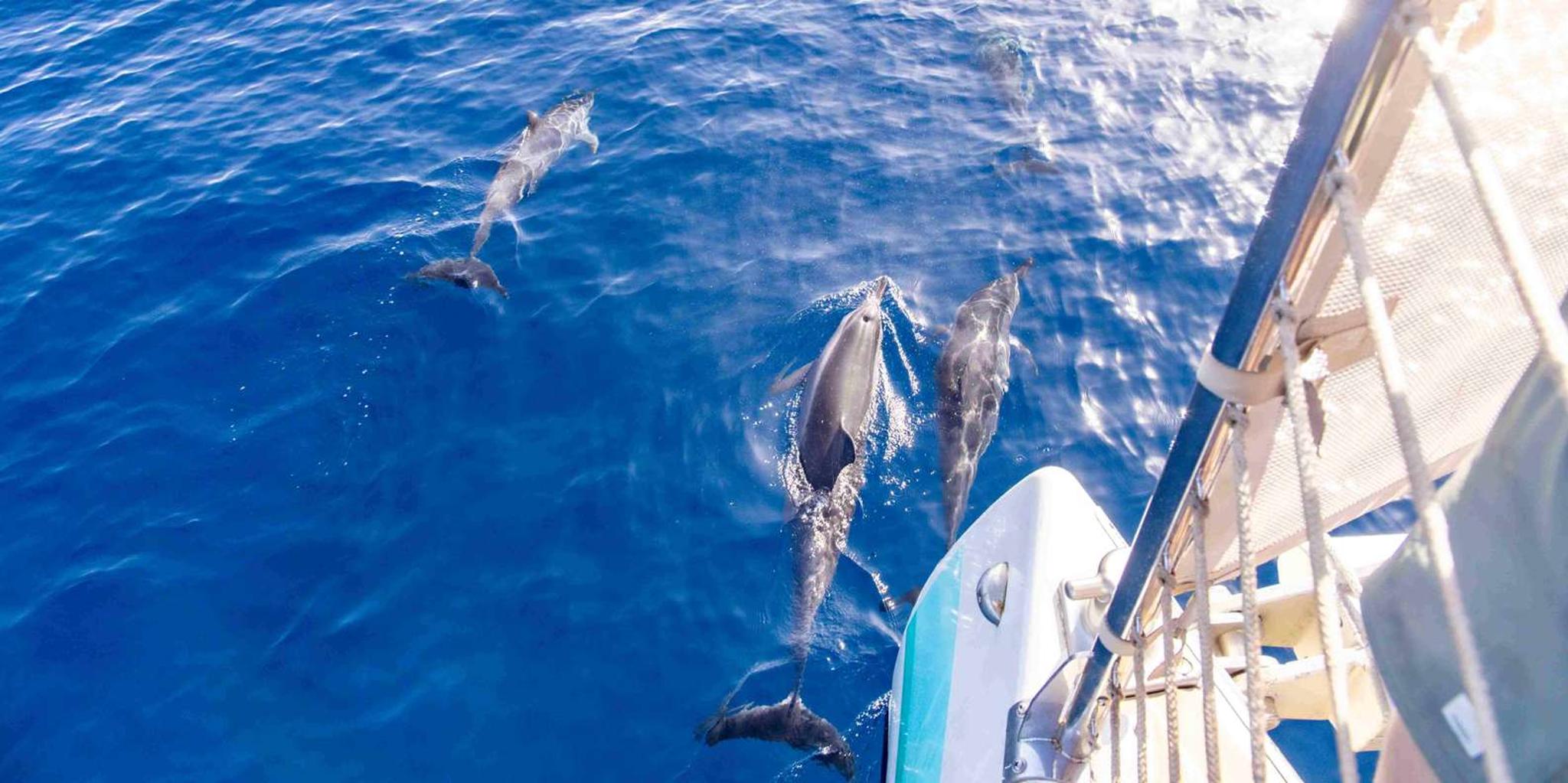 Maui Dolphin Watching Boat Trip with Lunch
