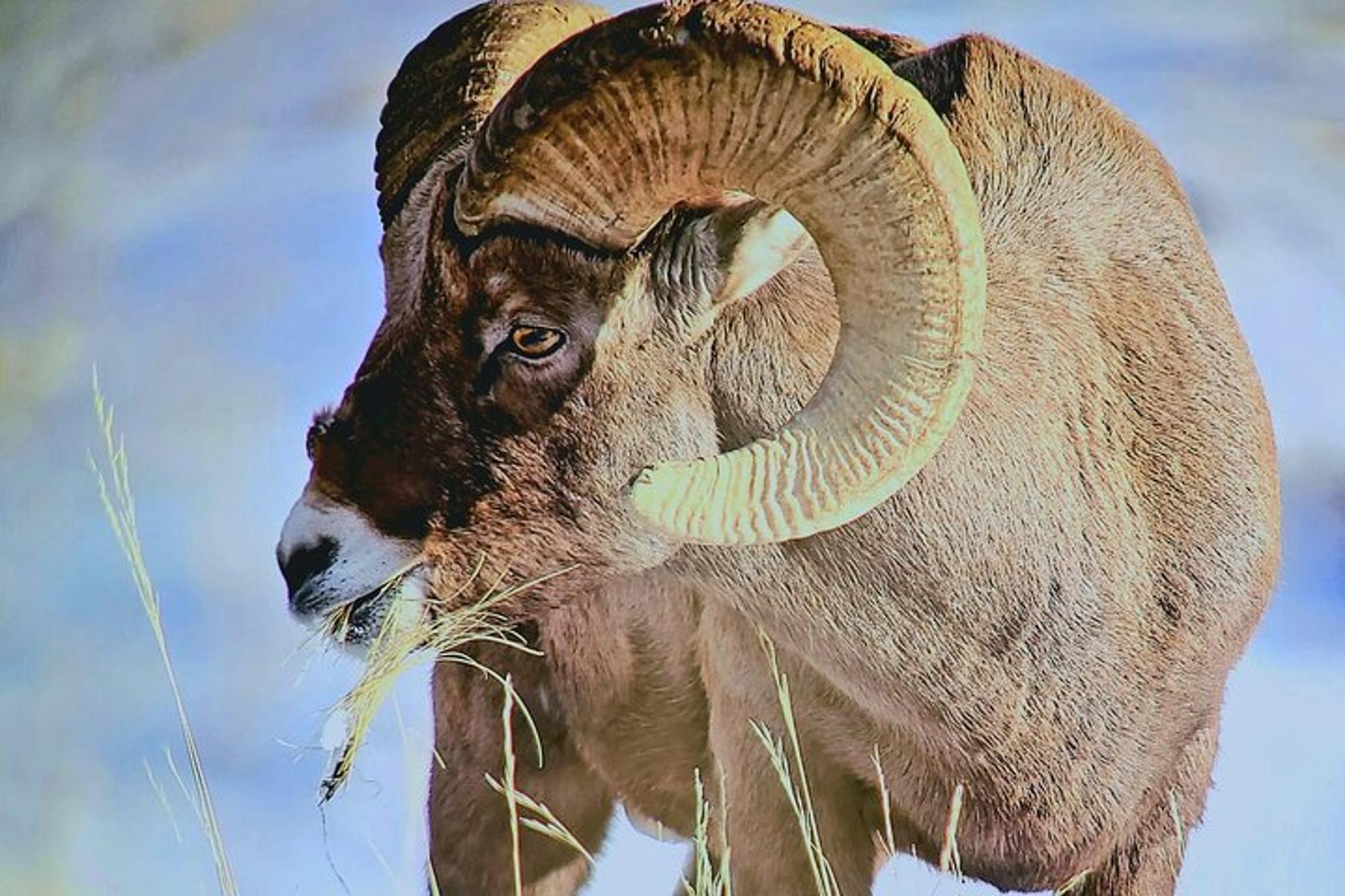 Yellowstone Winter Wildlife Tour - Image 3