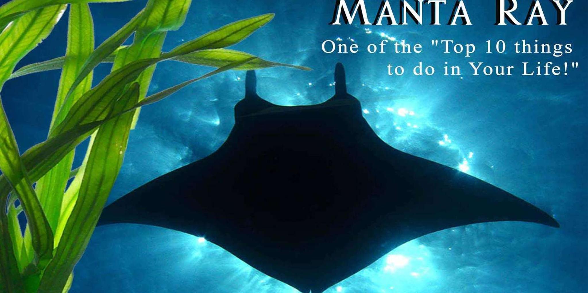 Kailua-Kona Manta Ray Night Snorkel Small Group 2 hr - Image 2