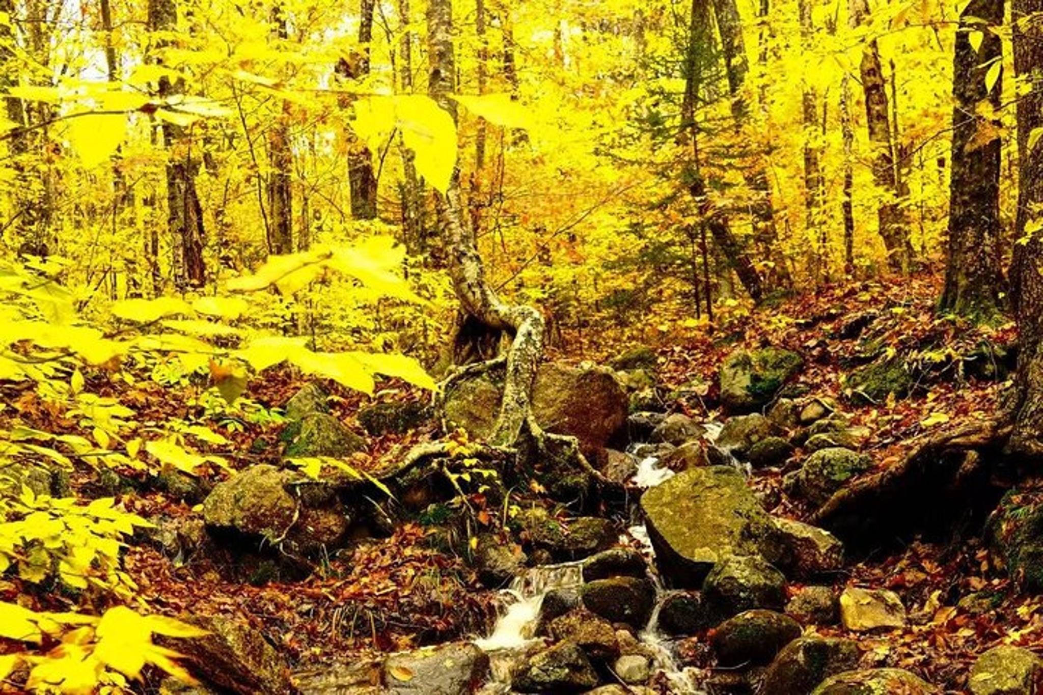 Boston Fall Foliage Day Trip to White Mountains - Image 5