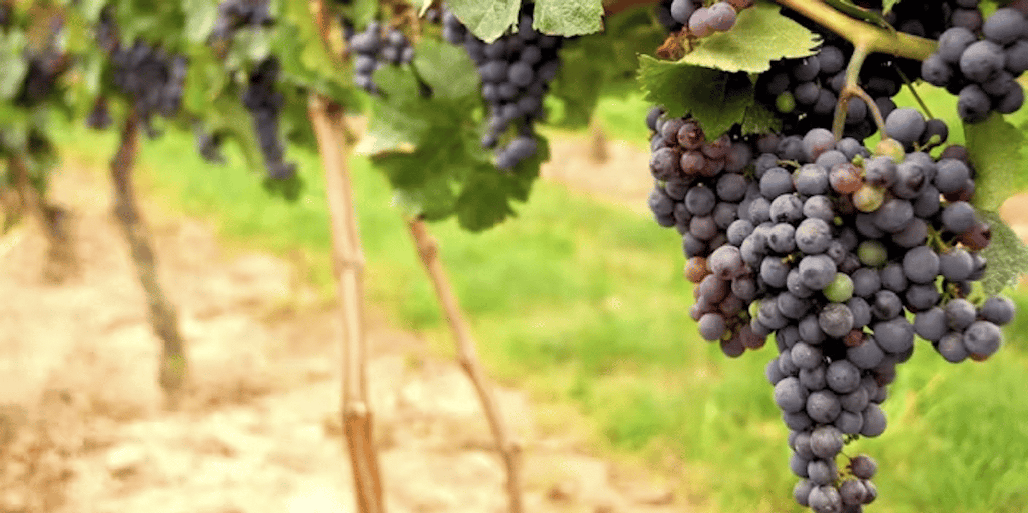 San Francisco Napa Valley Wine Tour with Tastings - Image 3