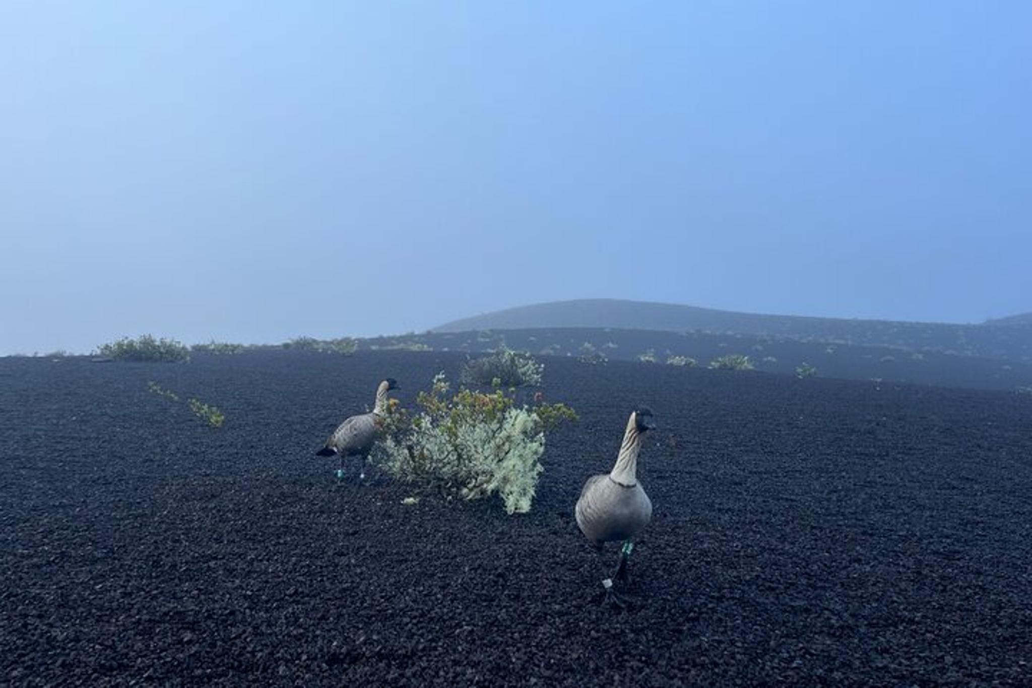 Kīlauea Hike and Lava Gazing - Image 4