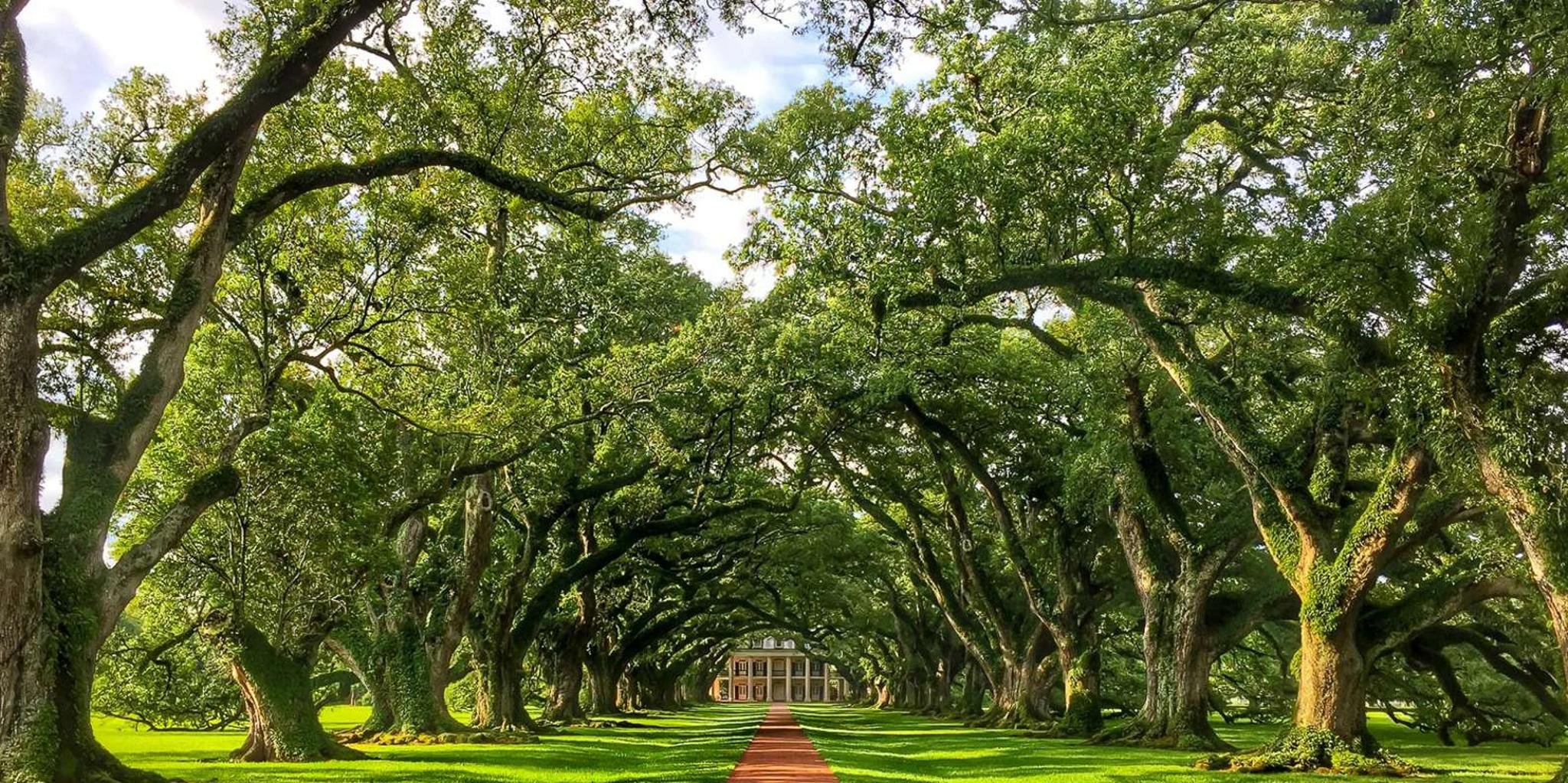 New Orleans Oak Alley Plantation Tour with Transportation - Image 2