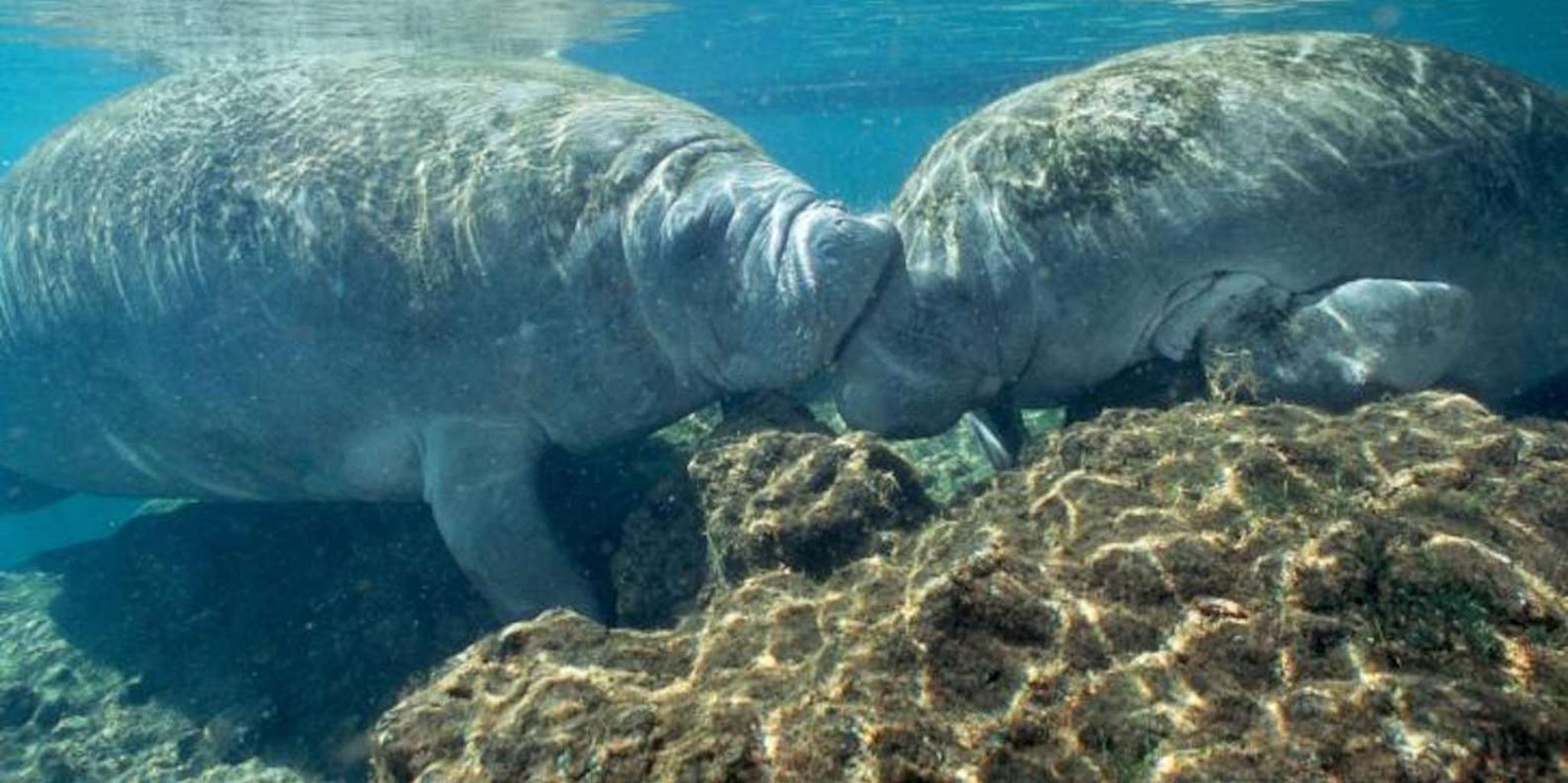 Orlando Manatee Swim and Wildlife Park Tour - Image 5