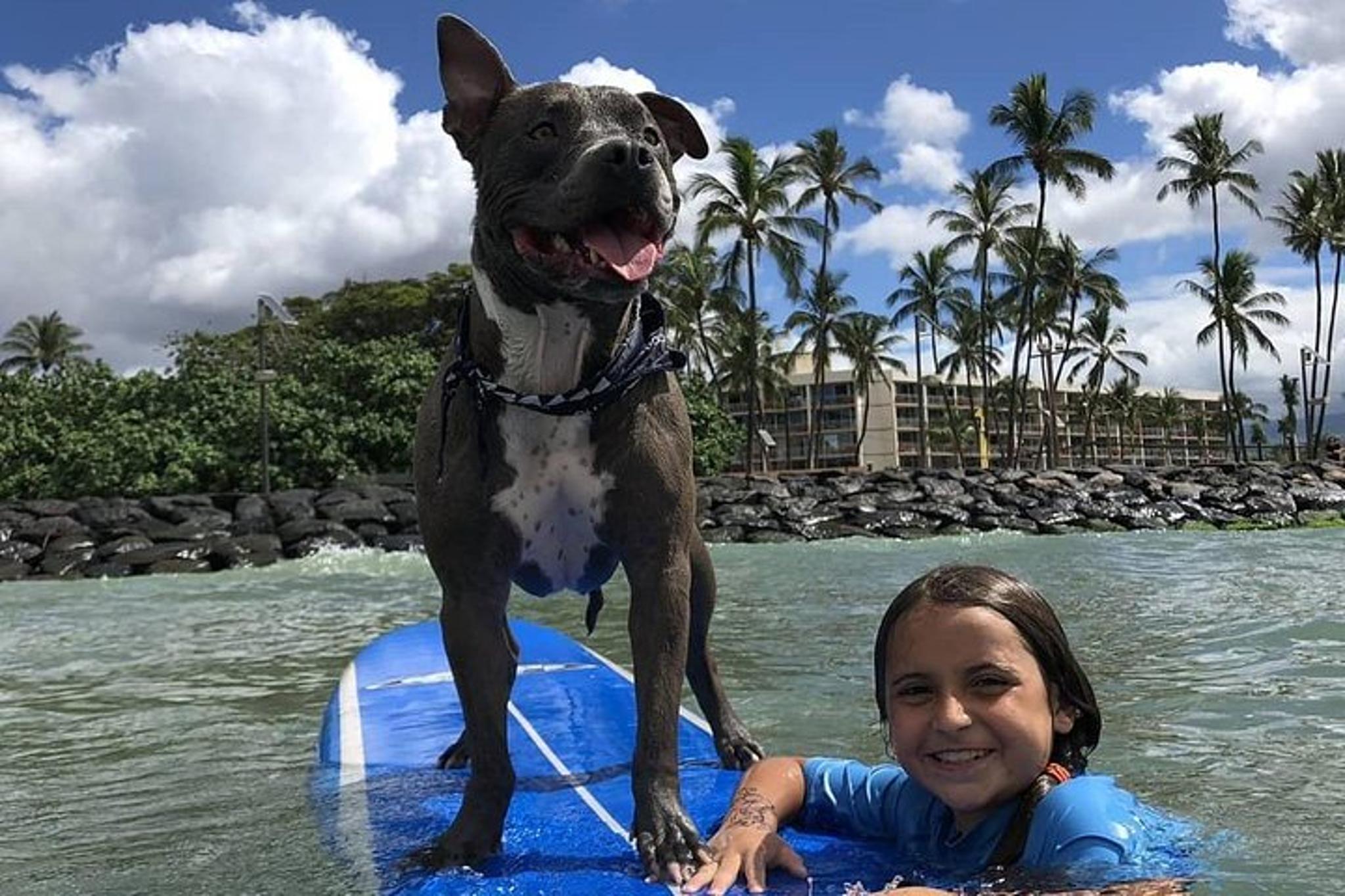 Maui Surfing Experience with Service Animal 2 hr - Image 2