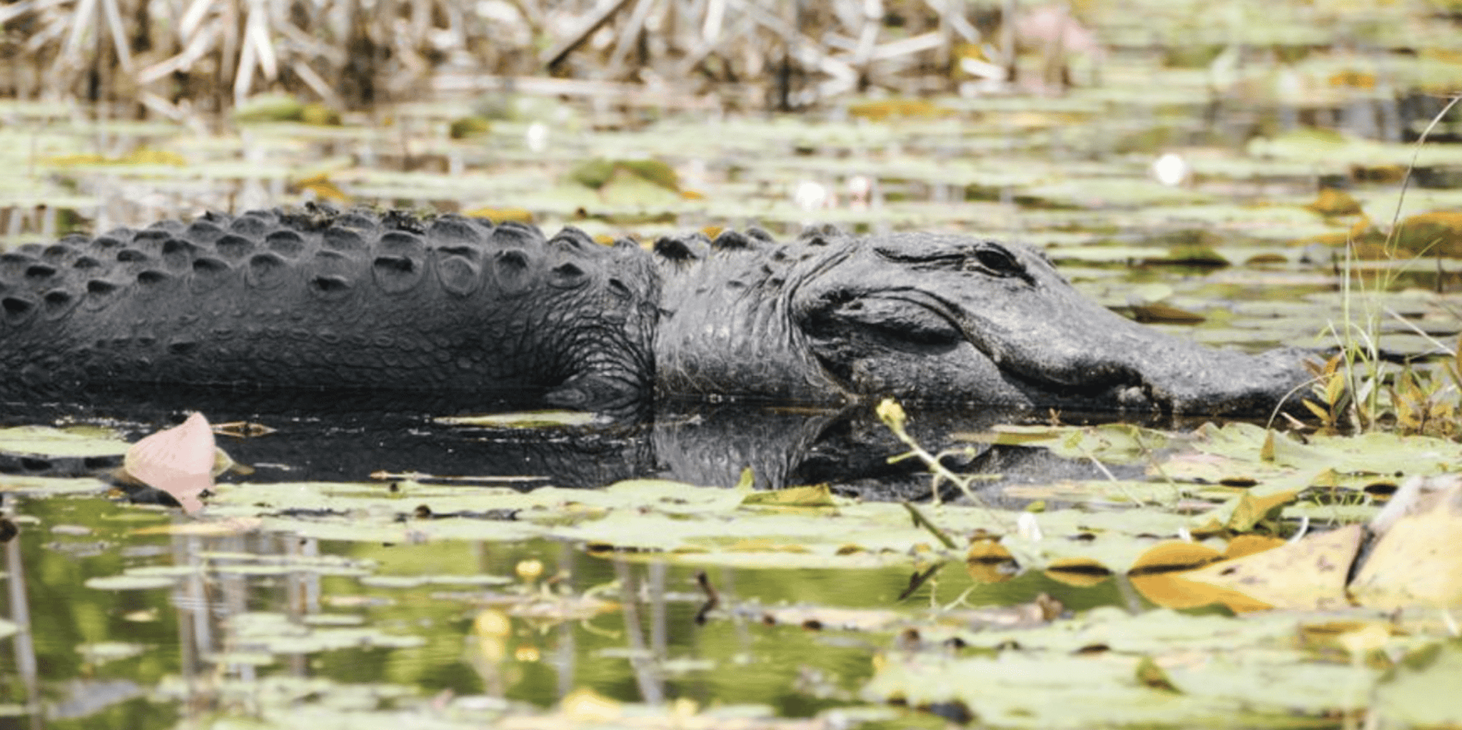 Charleston Historic City Tour and Magnolia Plantation - Image 6