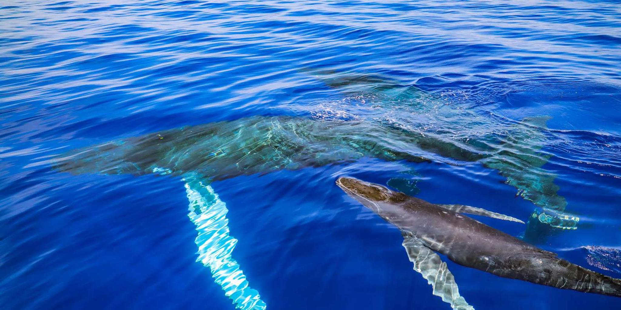 Maui Whale Watching Tour from Ka'anapali Beach - Image 3