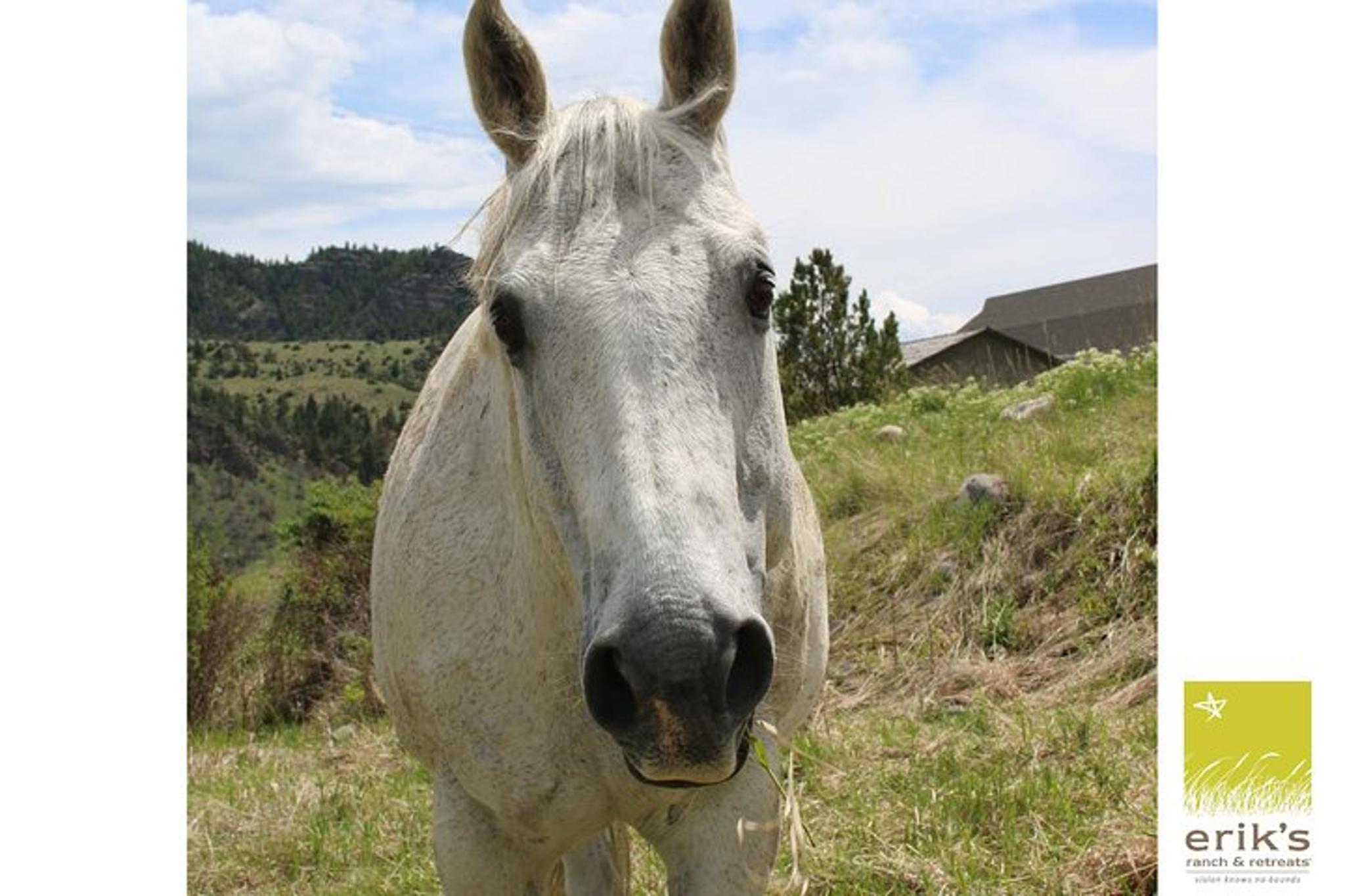 Livingston Horseback Riding Experience - Image 2
