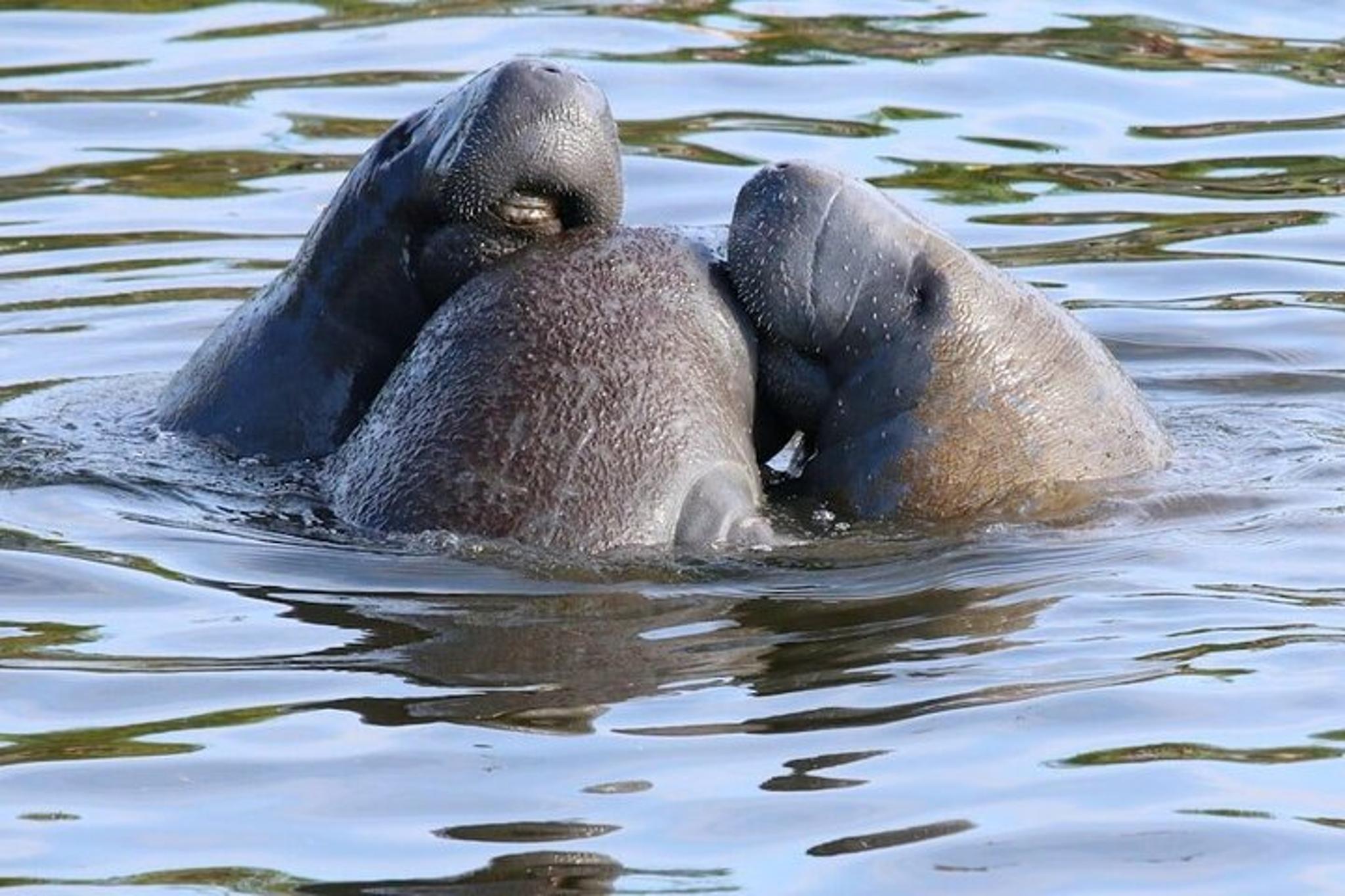 New Smyrna Mangrove Paddle & Mimosa Tour - Image 1