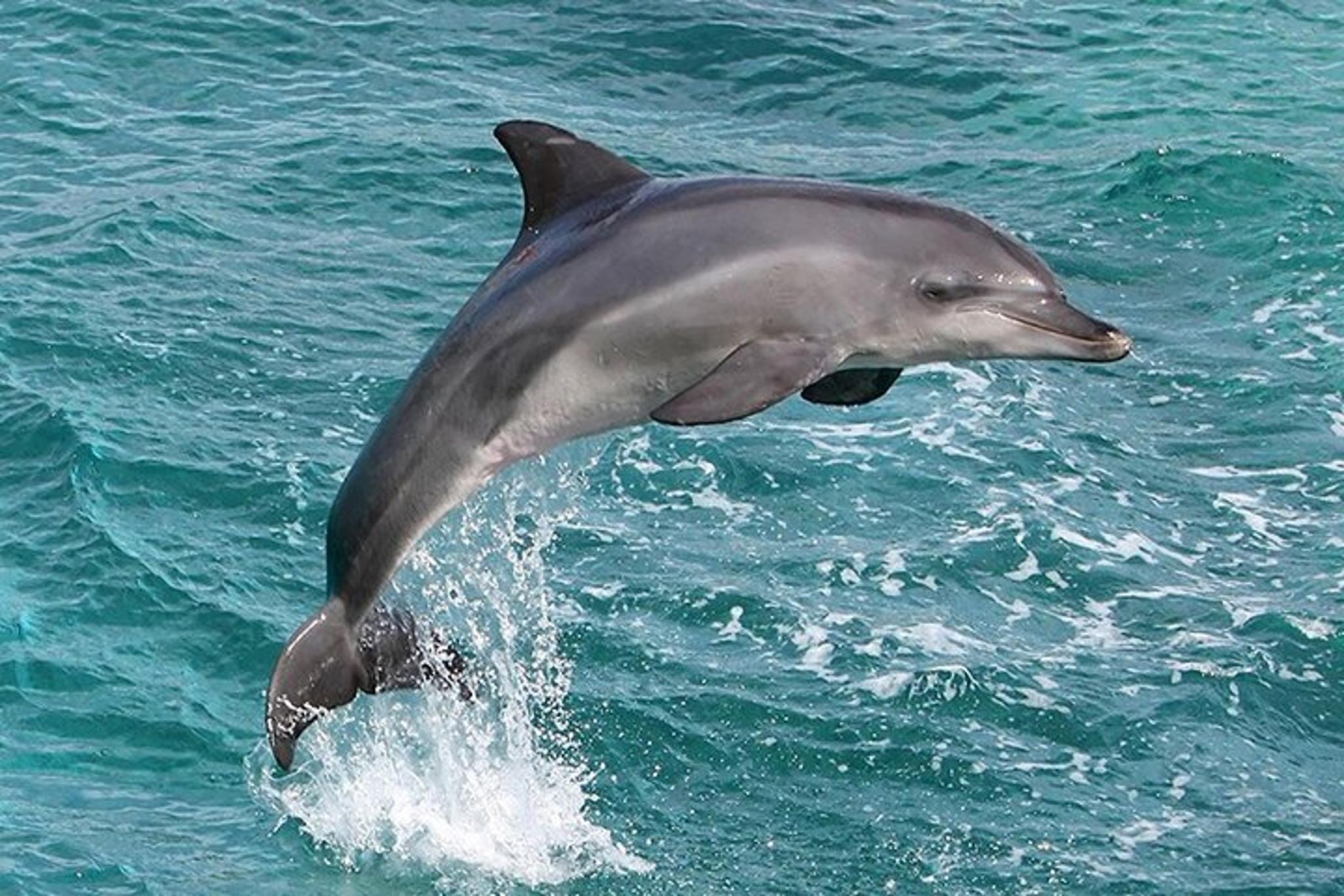 Myrtle Beach Dolphin Cruise Murrells Inlet 75 min - Image 3