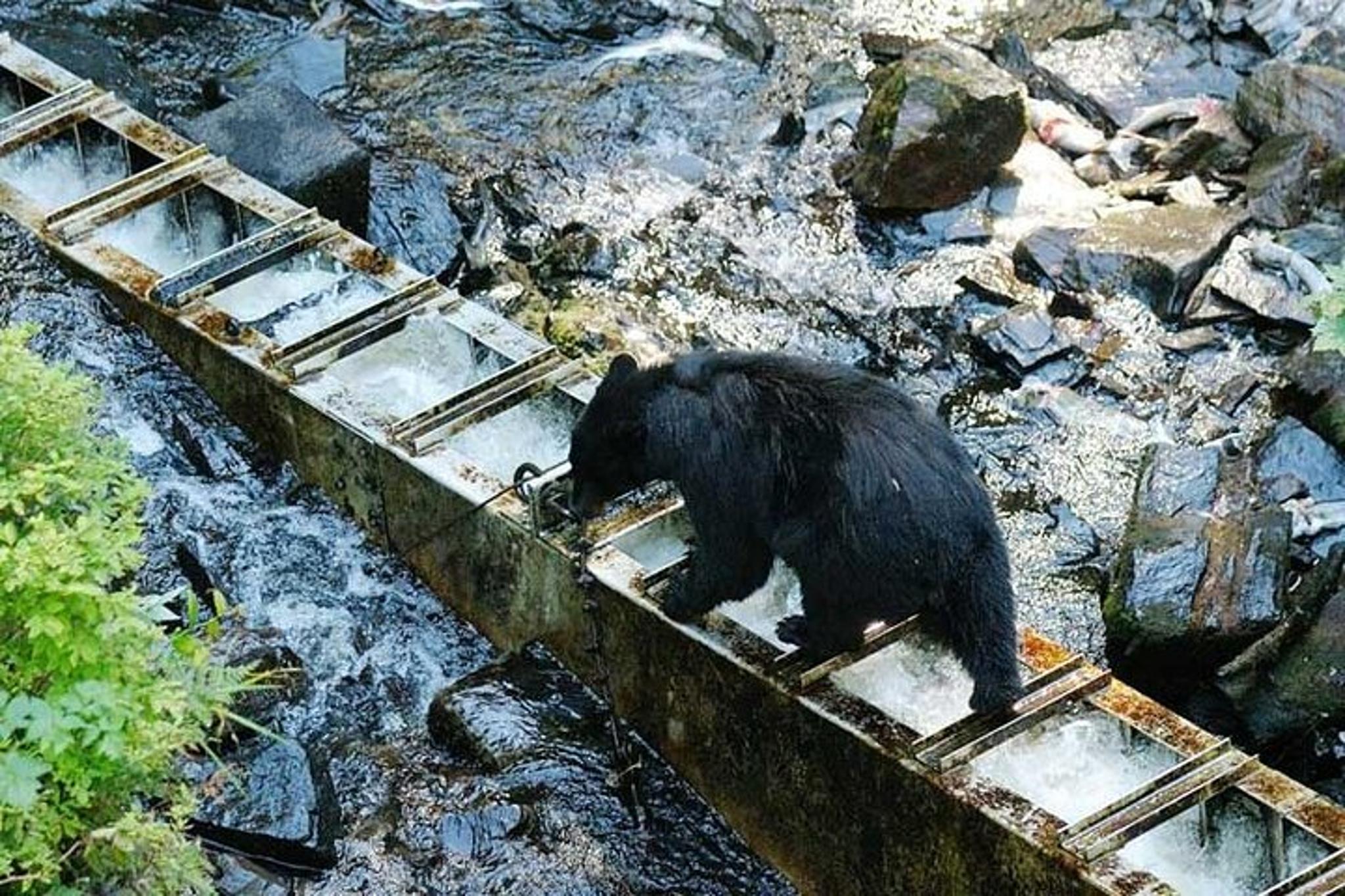 Ketchikan Bear Viewing Tour - Image 3