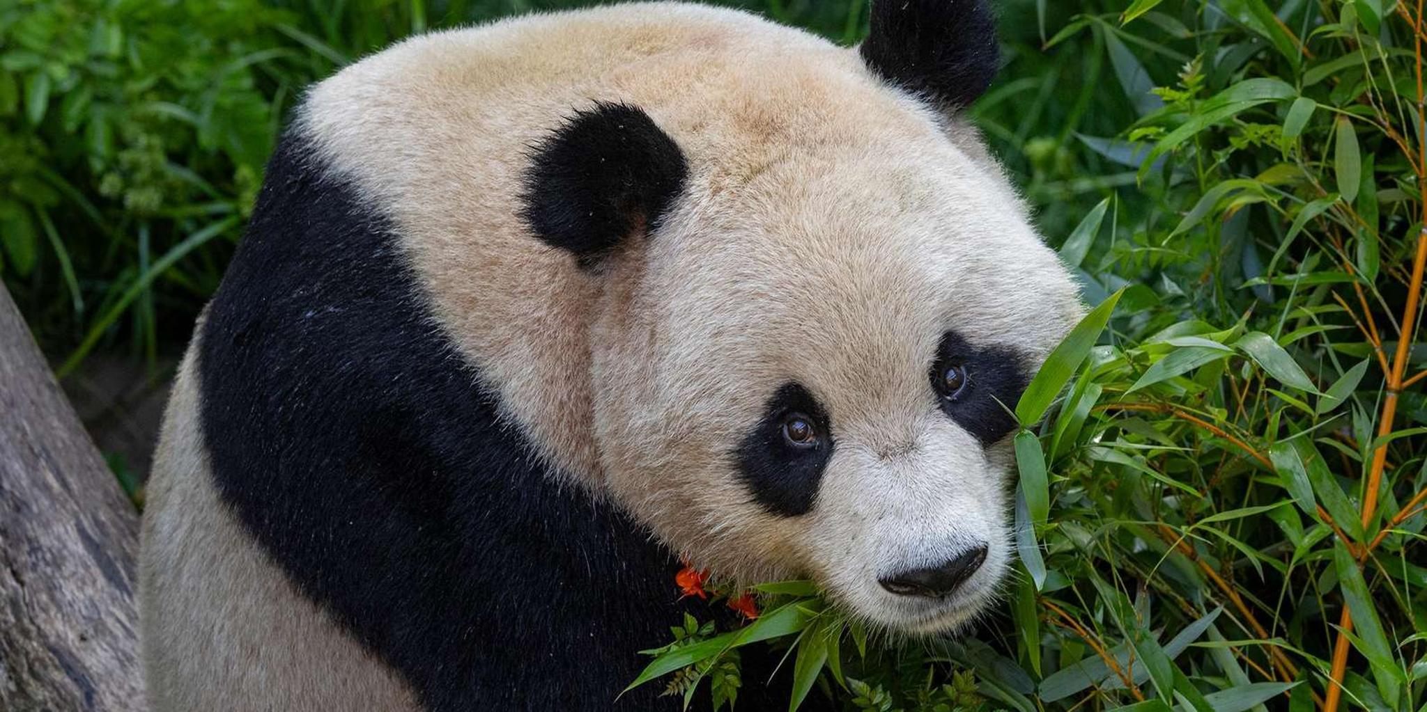 San Diego Zoo Admission Ticket - Image 4