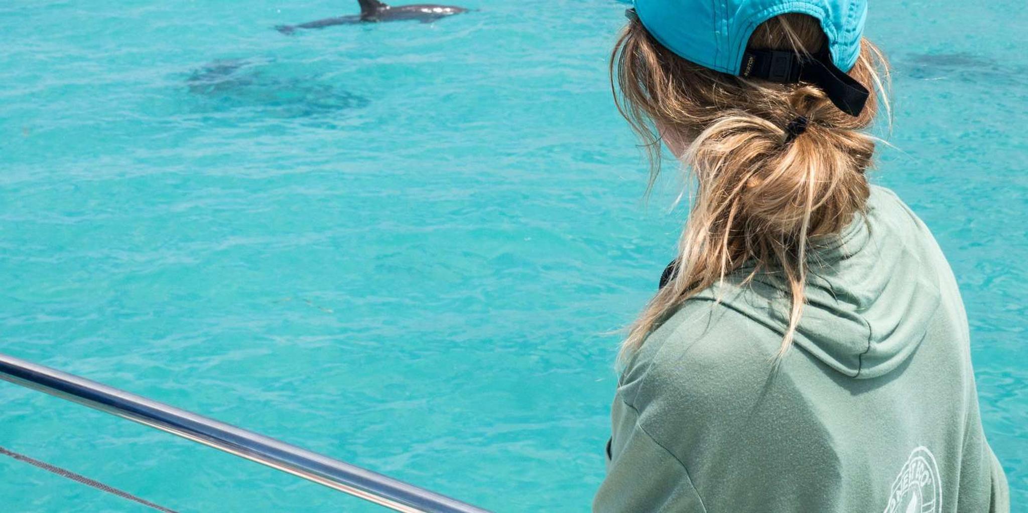 Key West Dolphin Watching and Guided Snorkeling Tour - Image 5