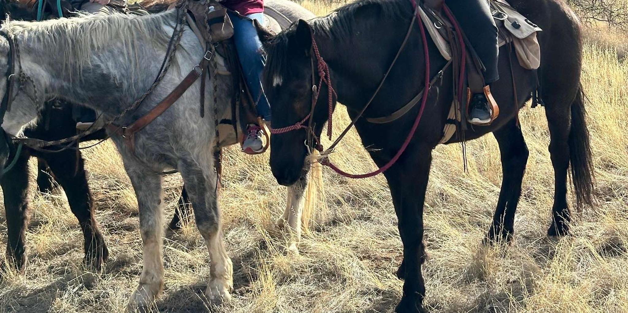 Tucson Horseback Ride in Catalina State Park - Image 1