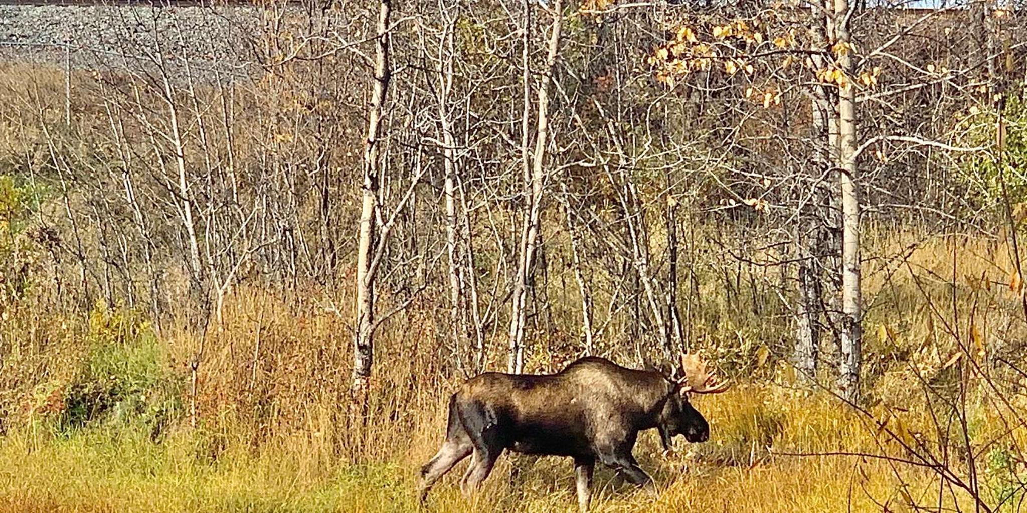 Anchorage Chugach State Park Nature Walk - Image 4