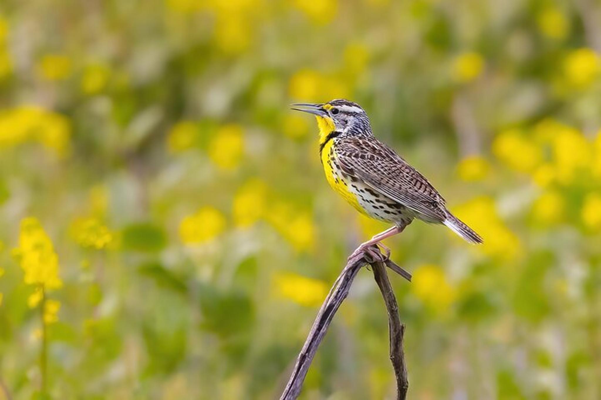 Irvine Birding Photography Tour Full Day - Image 4