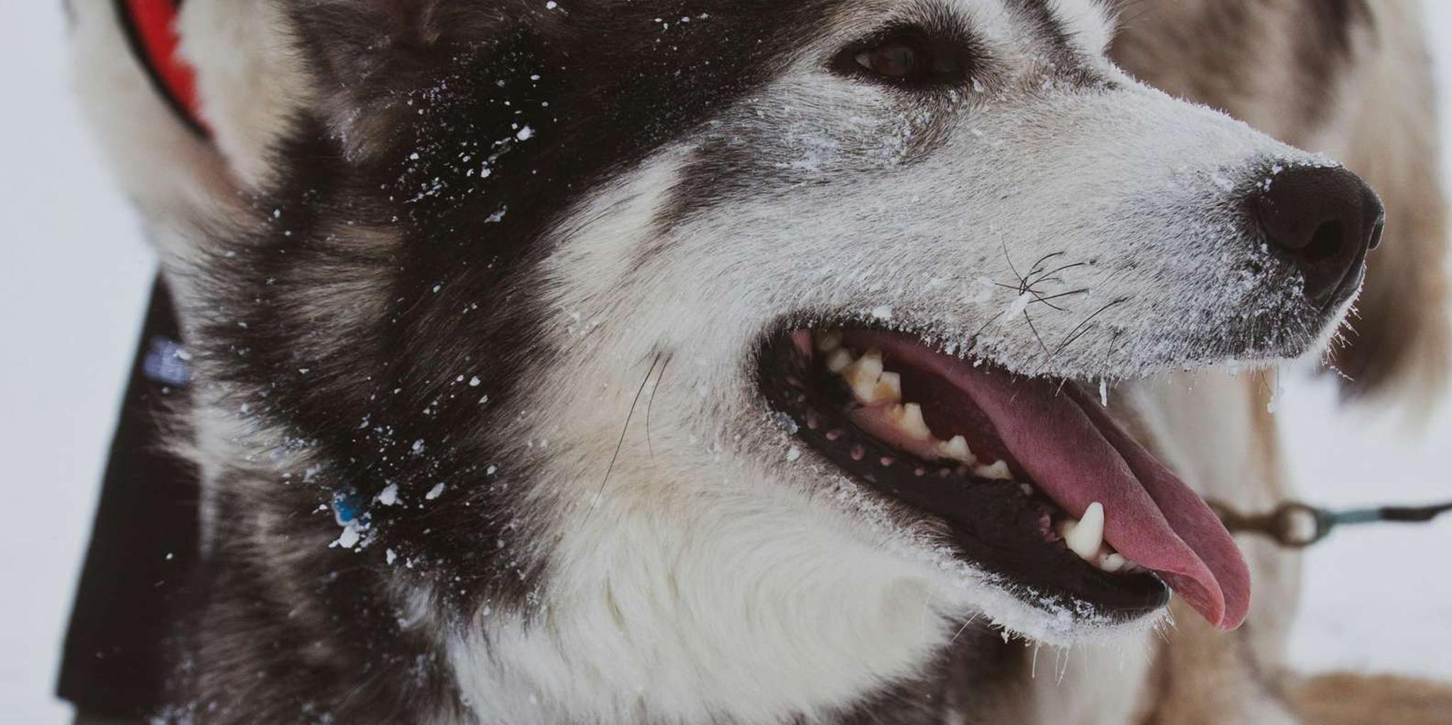 Anchorage Dog Sledding & Animal Adventure - Image 6