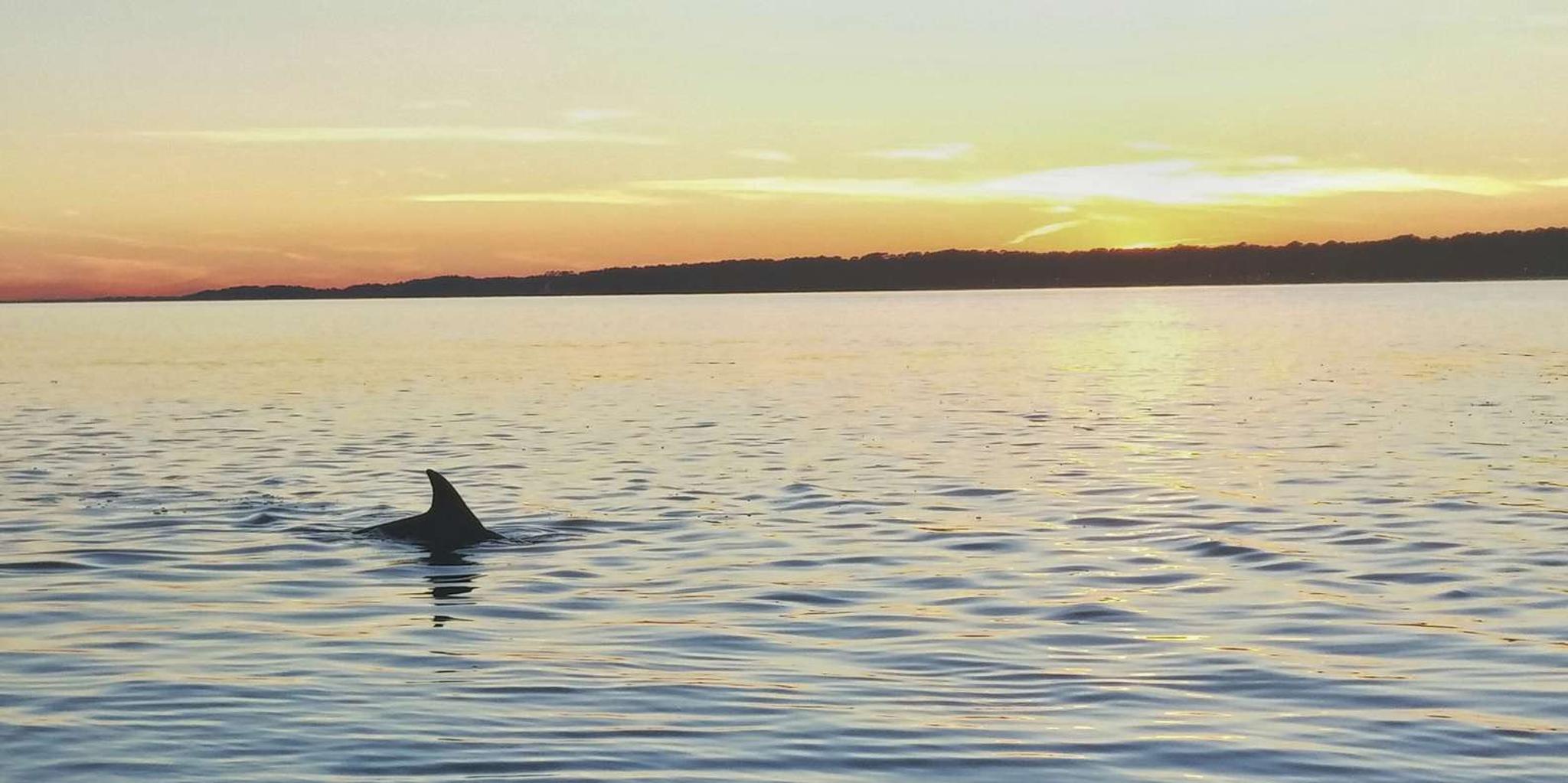 Hilton Head Dolphin Watching Dinner Cruise