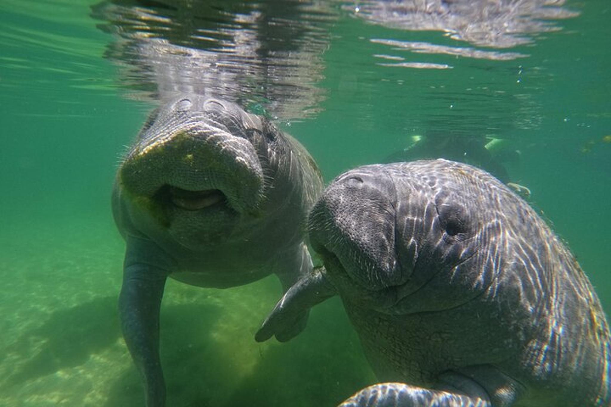 Crystal River Manatee Swim Tour with Photos - Image 4