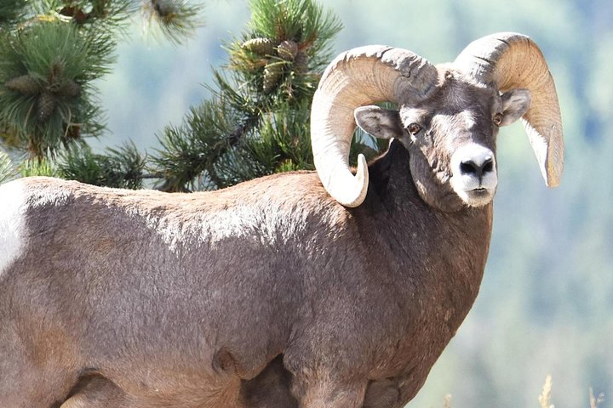 Rocky Mountain National Park Lower Valley Tour - Image 2