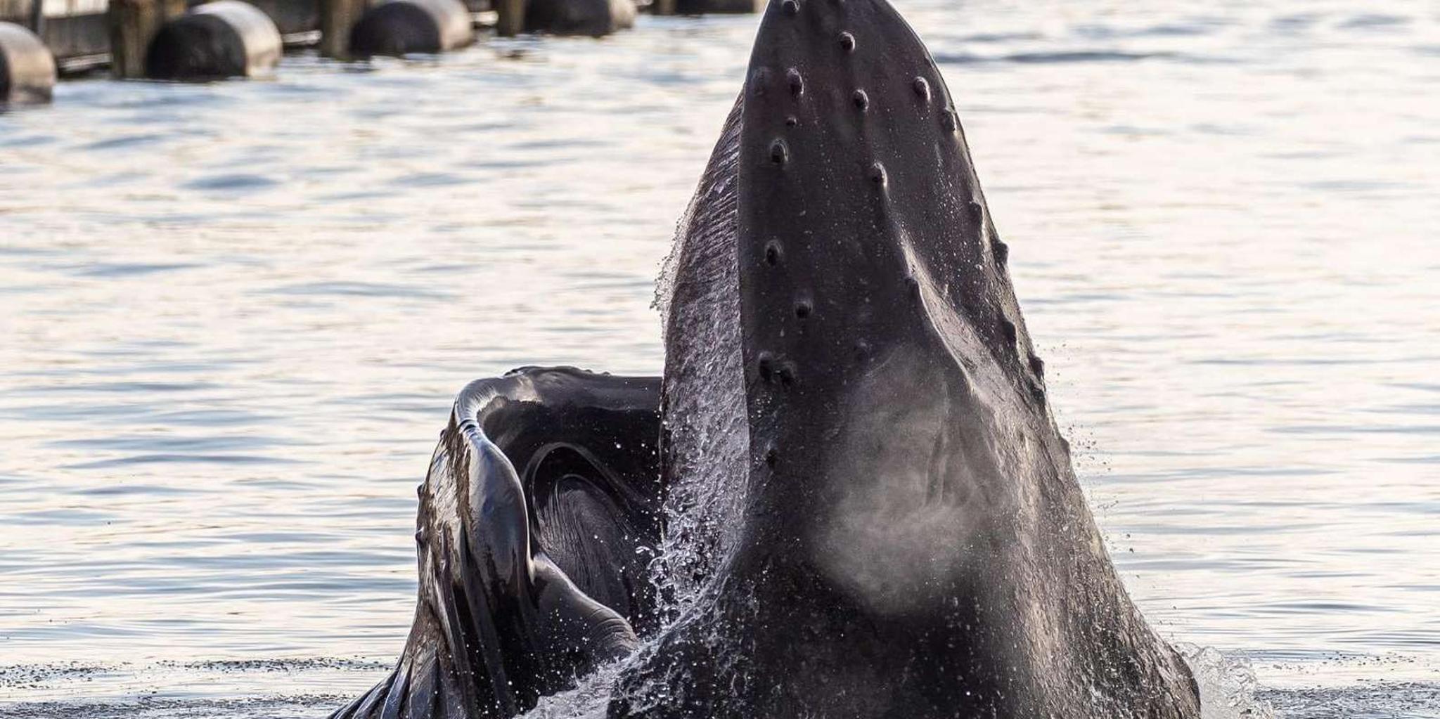 Ketchikan Private Customizable Tour in SUV 3 hr - Image 2