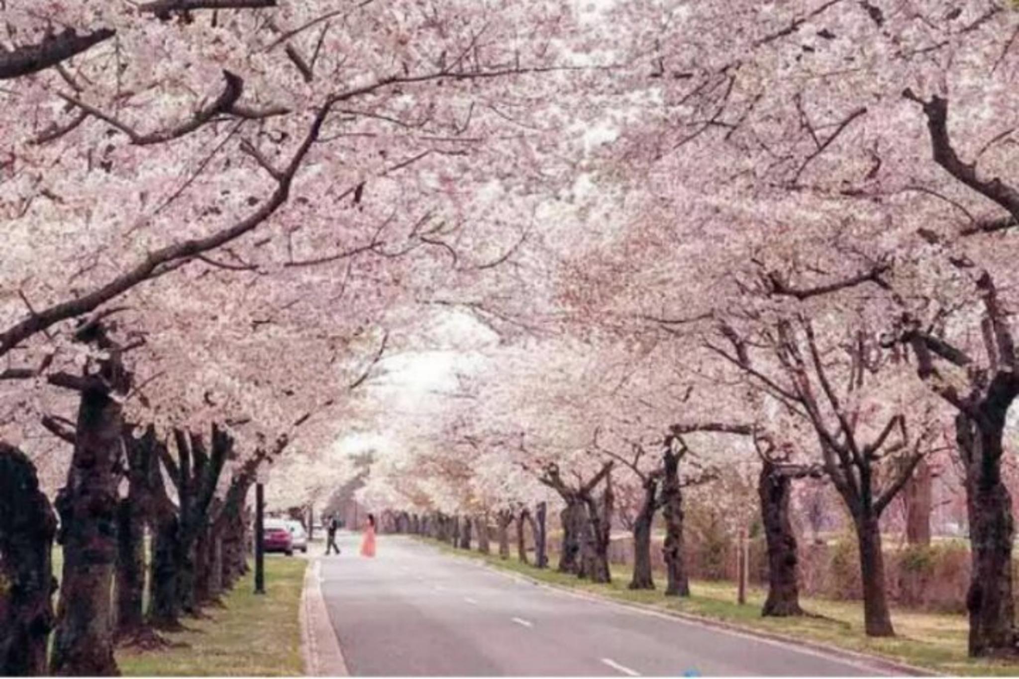 Chicago to Washington D.C. Cherry Blossom Tour - Image 4