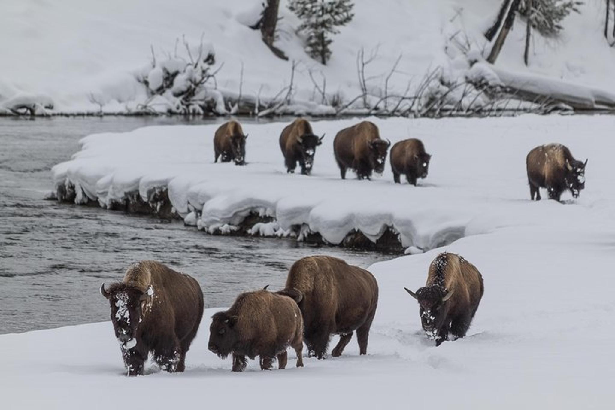Yellowstone Wolves and Winter Adventure 4 Days - Image 3