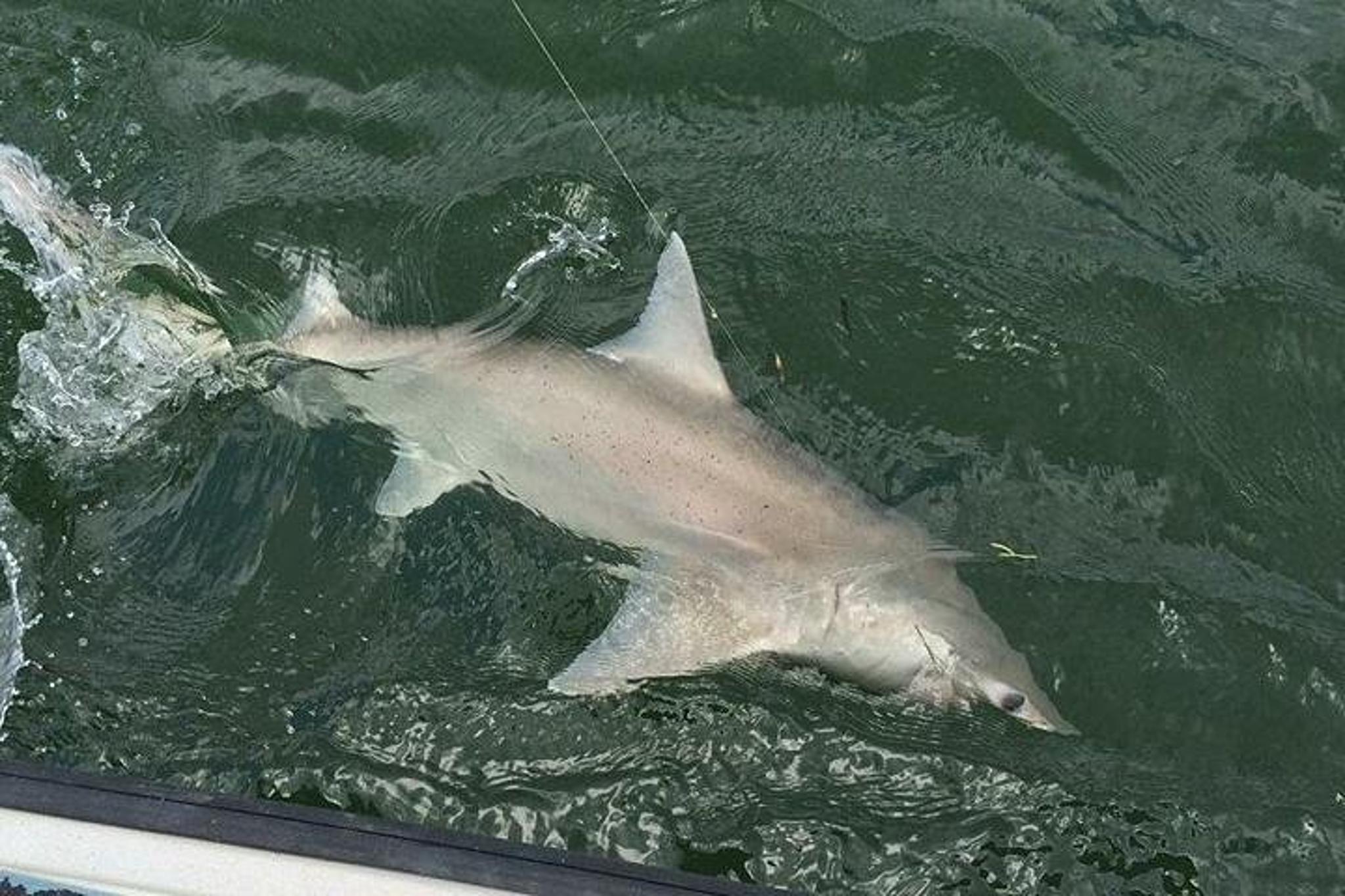 Naples Inshore Fishing Charter - Image 4