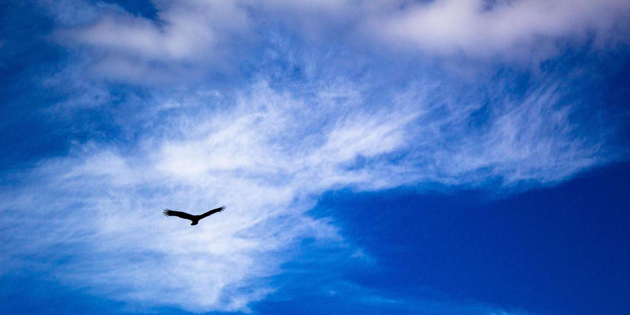 Miami Everglades Airboat Tour with Park Entry - Image 6