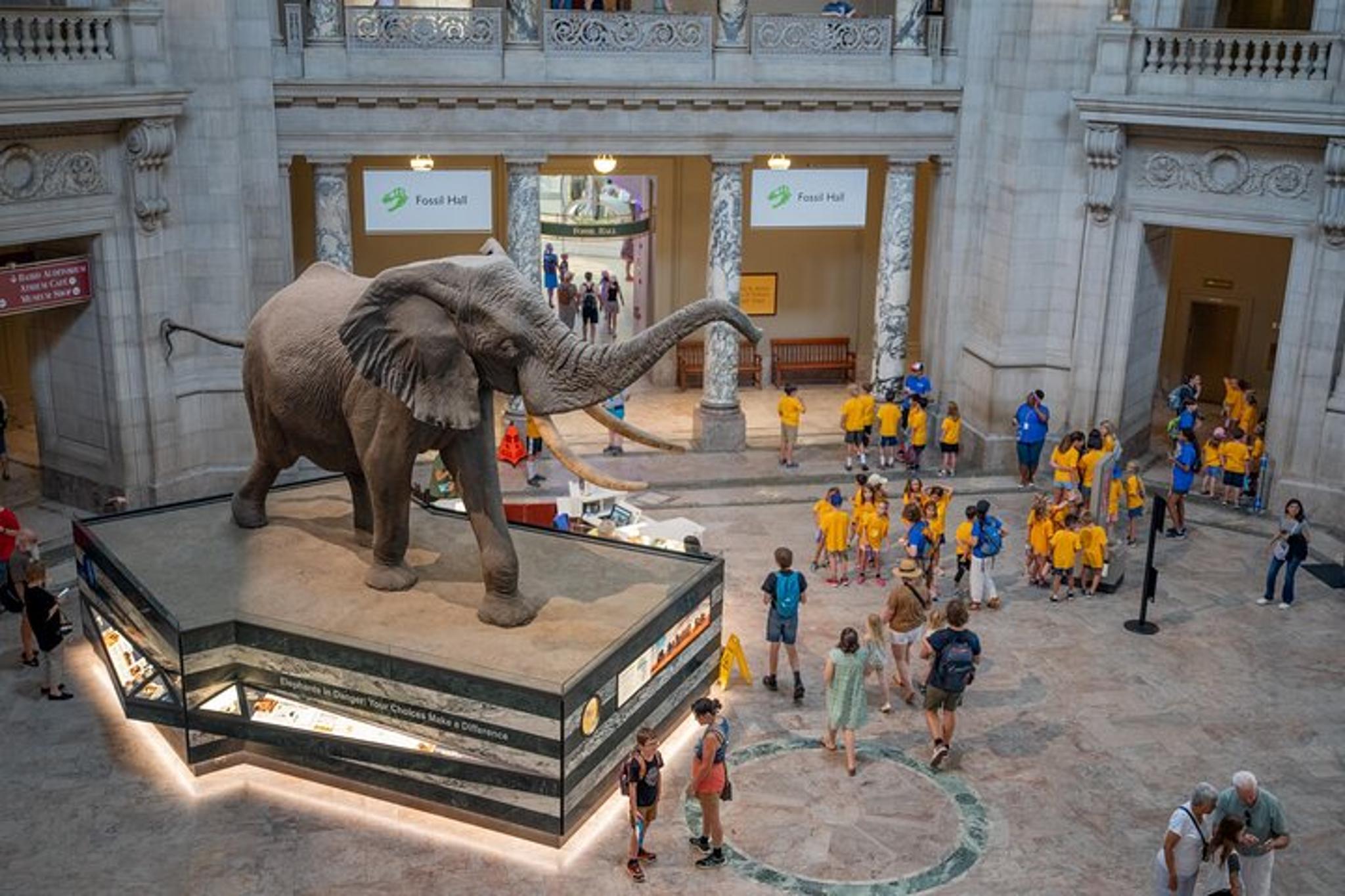 Washington DC Natural History Museum Guided Tour - Image 6