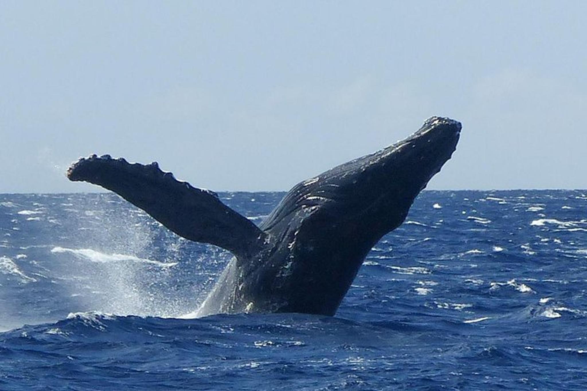 Ma'alaea Harbor Whale Watching Tour - Image 3