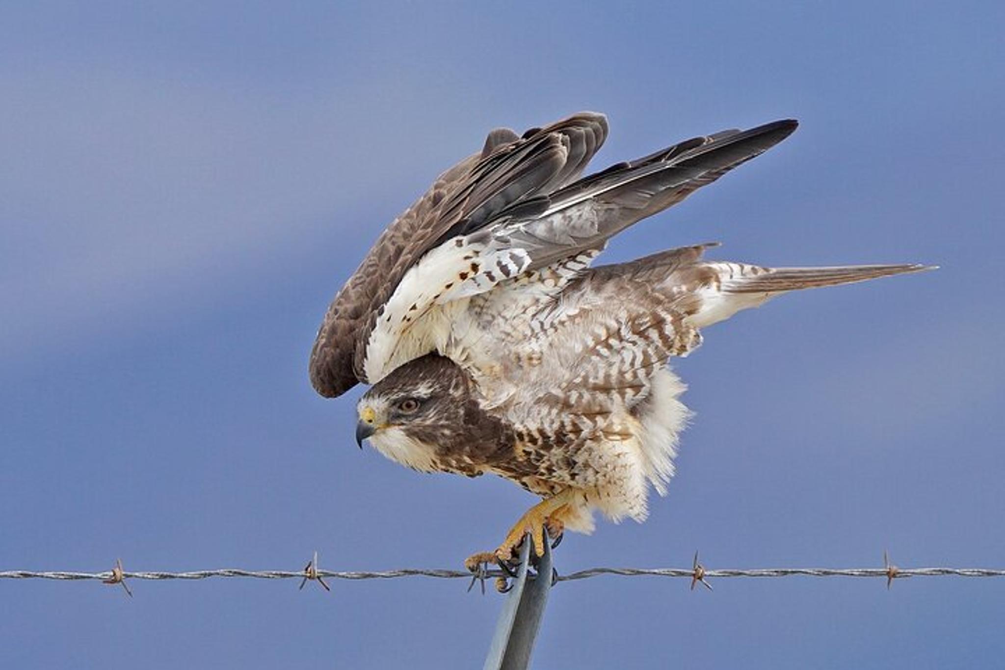Salt Lake City Birding and Nature Tour - Image 5