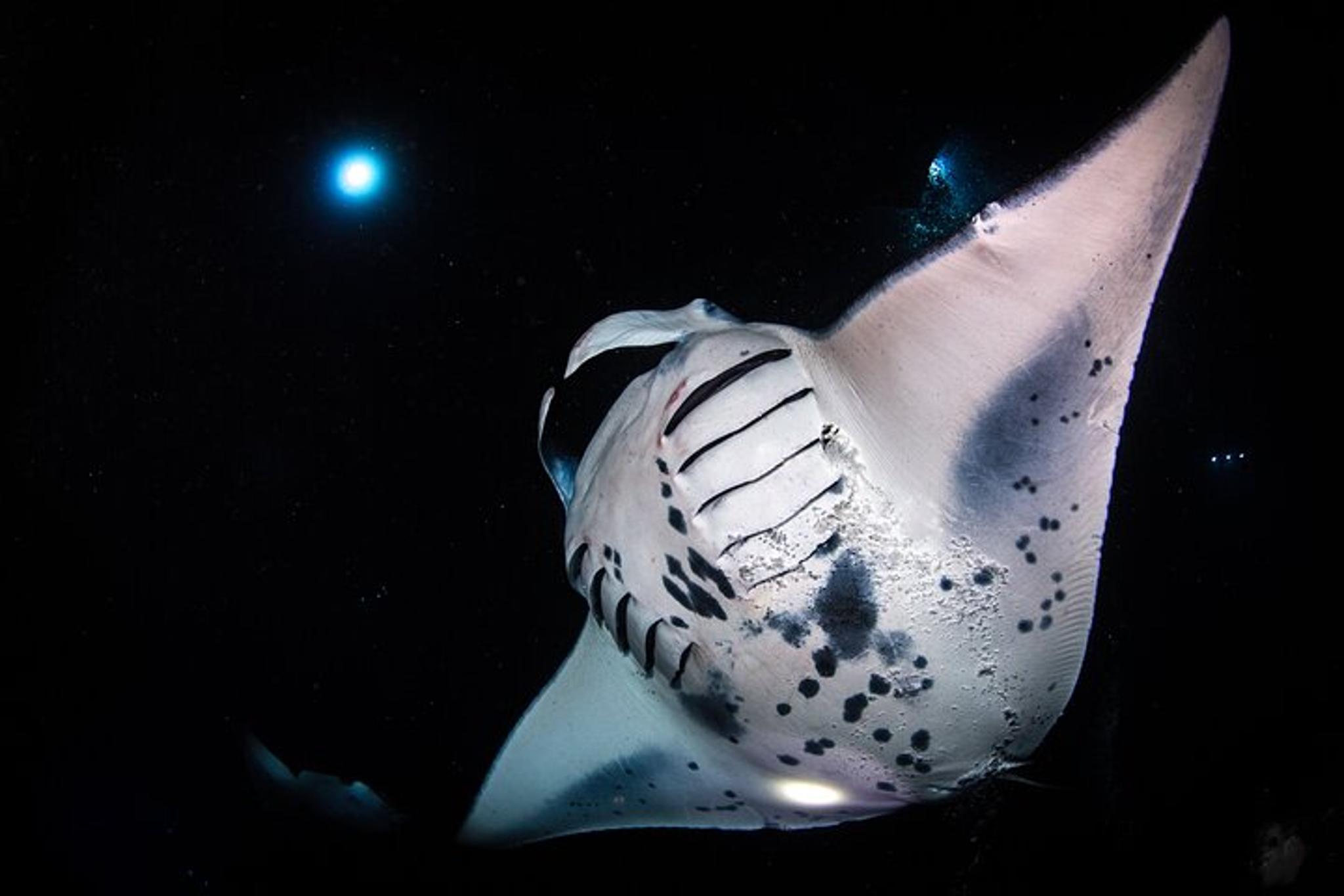 Kailua-Kona Manta Ray Night Snorkel Small Group - Image 4