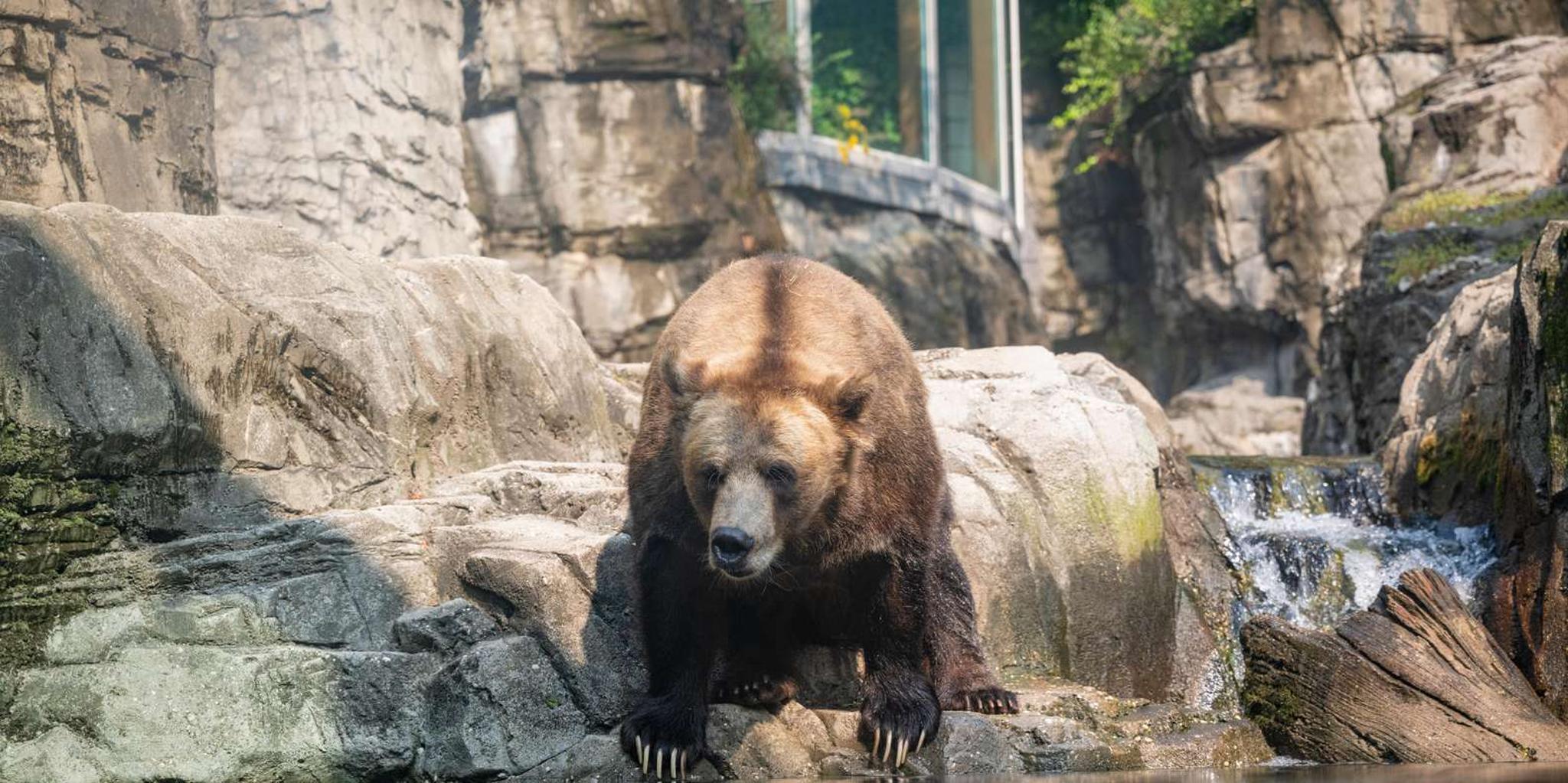 New York Central Park Zoo Entry Ticket - Image 2