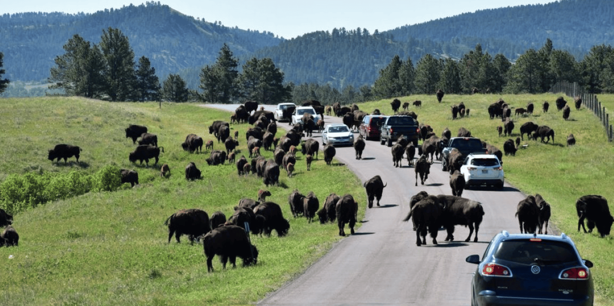 Rapid City Custer State Park and Needles Highway Tour - Image 4