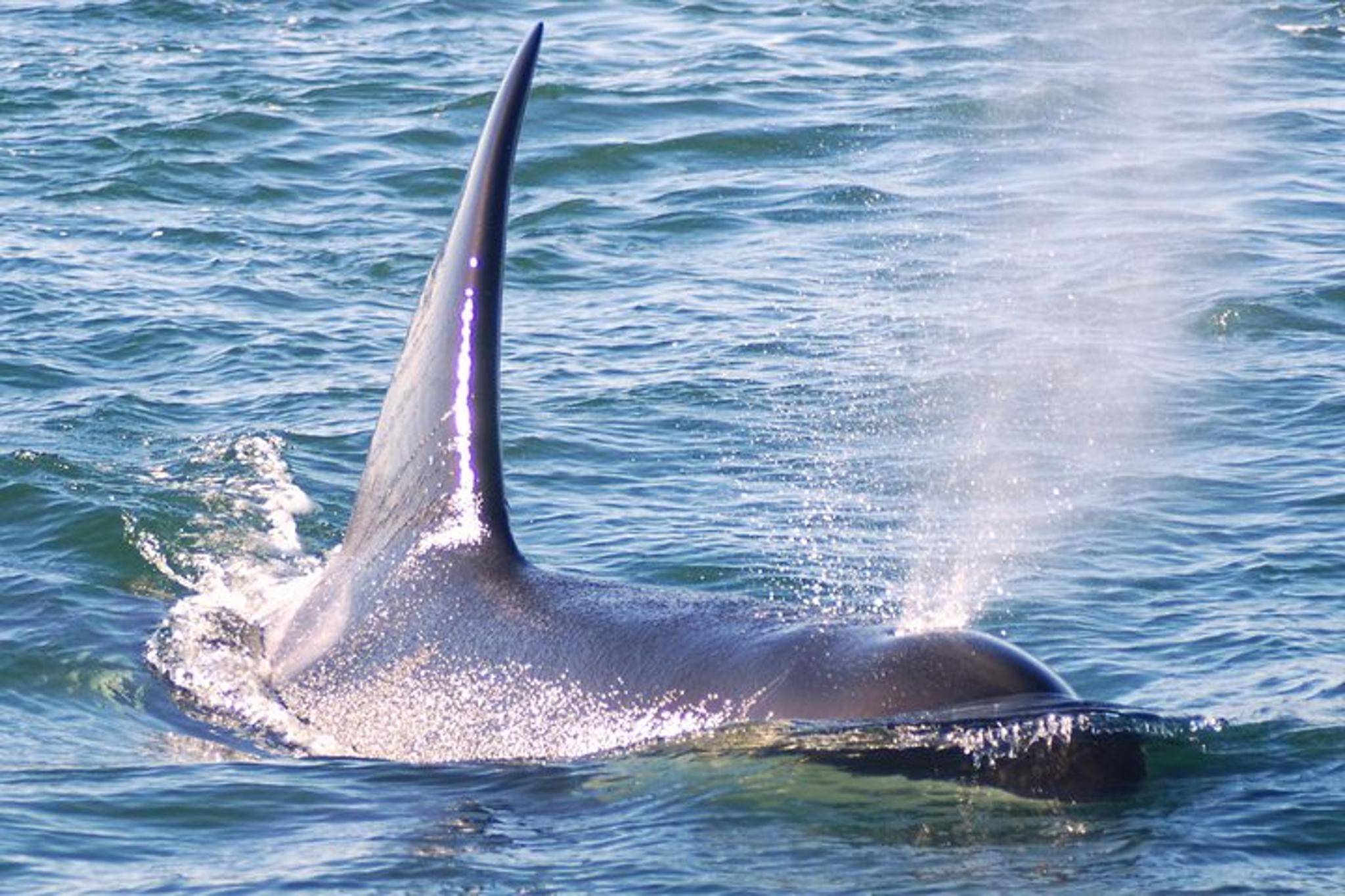 San Juan Islands Kayaking Adventure 5 Days - Image 6