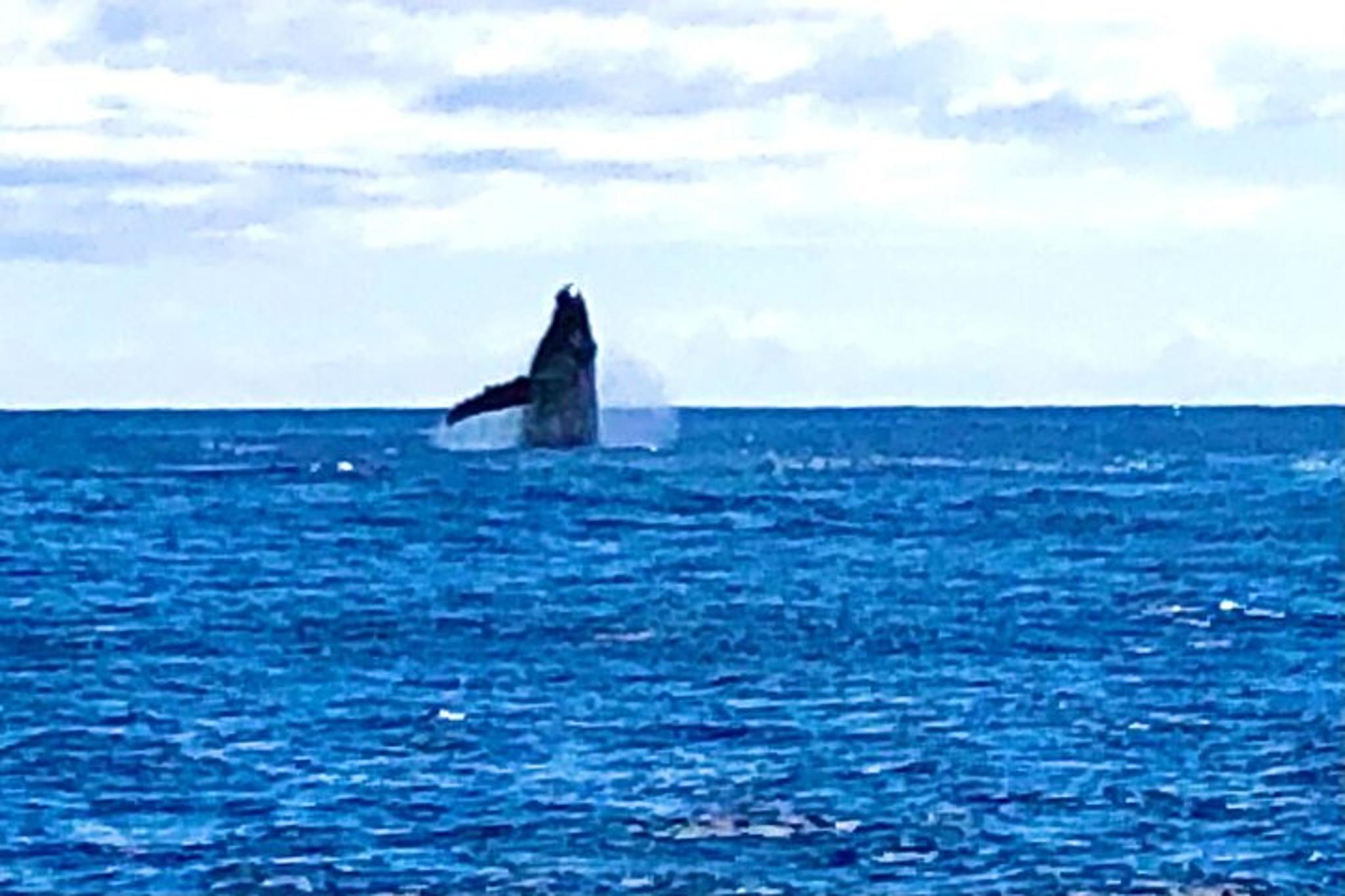 Honolulu Whale Watching Cruise - Image 6