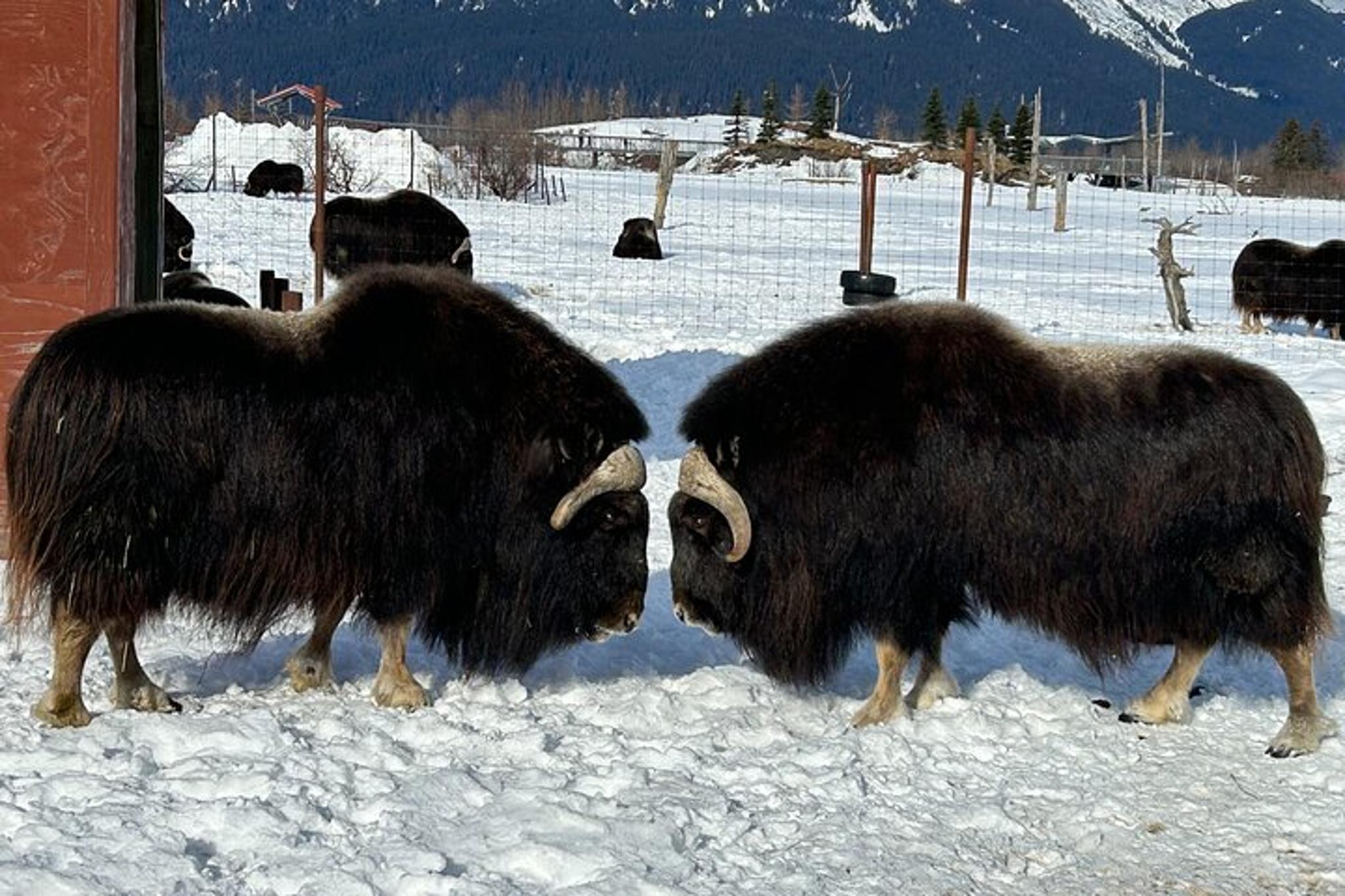 Whittier to Anchorage Transit Tour - Image 4