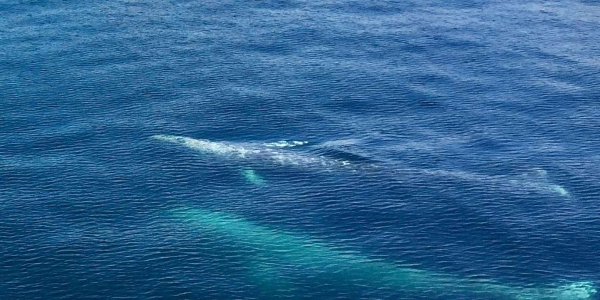 Seward Wildlife Cruise in Spring - Image 3