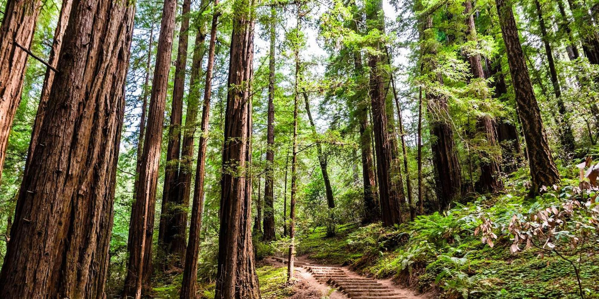 San Francisco Golden Gate Sausalito Muir Woods Tour - Image 4